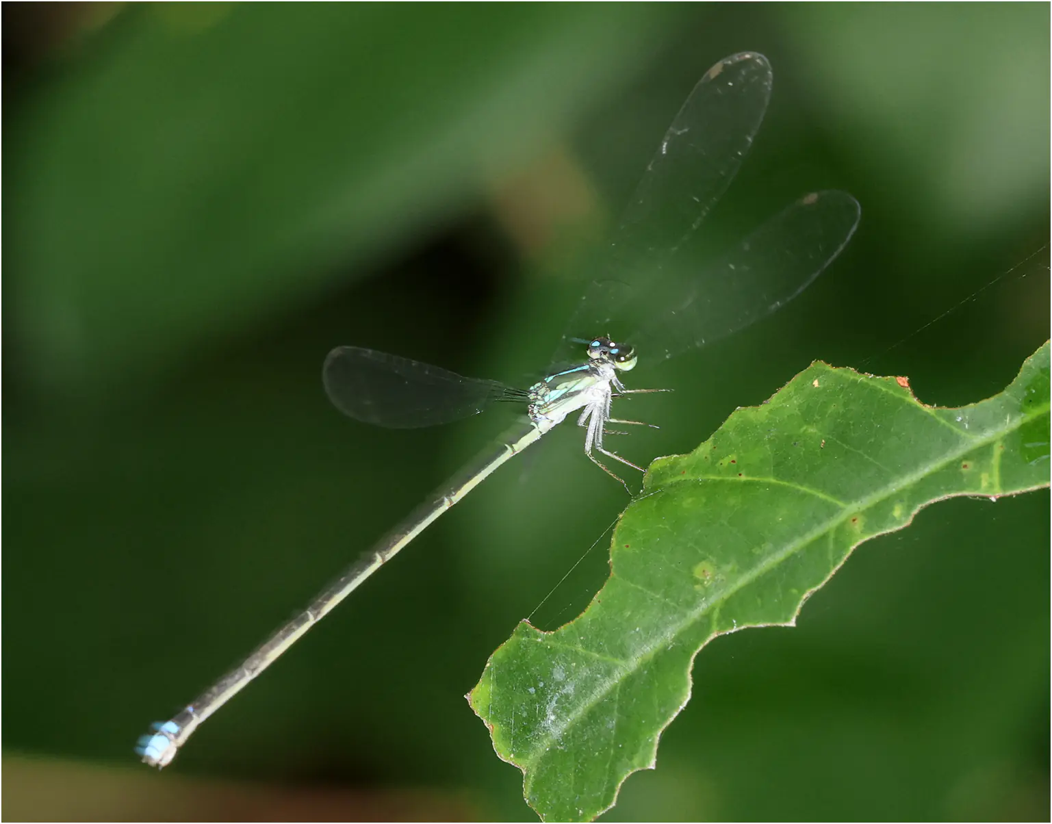 Pseudagrion melanicterum femelle, Ghana, Kakum N. P., 14/01/2026