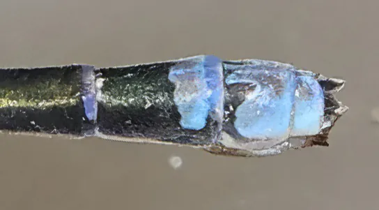 Pseudagrion melanicterum femelle, Ghana, Kakum N. P., 14/01/2026