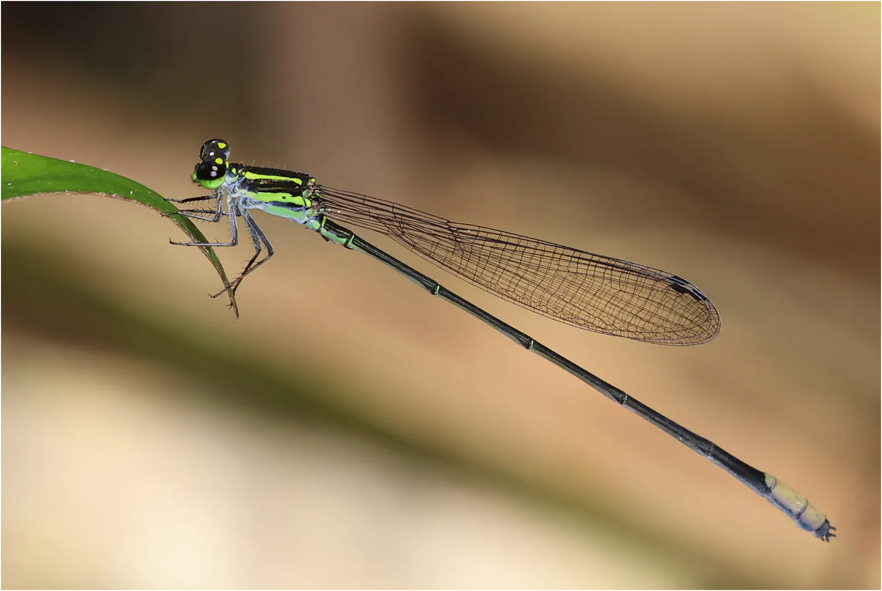 Pseudagrion melanicterum mâle, Ghana, Kakum N. P., 13/01/2026