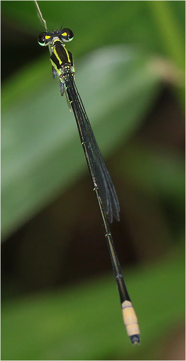 Farmbush Sprite mâle, Ghana, Twifo Atti-Morkwa, 20/01/2026