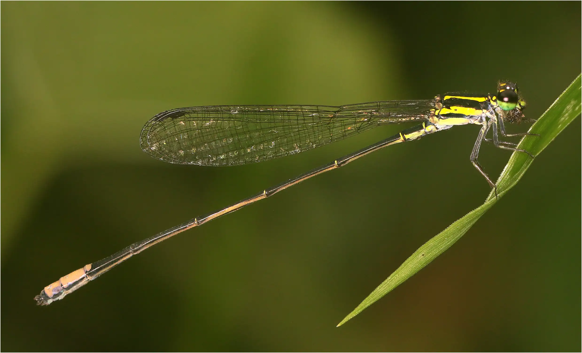 Farmbush Sprite male, Ghana, Twifo Atti-Morkwa, 20/01/2026