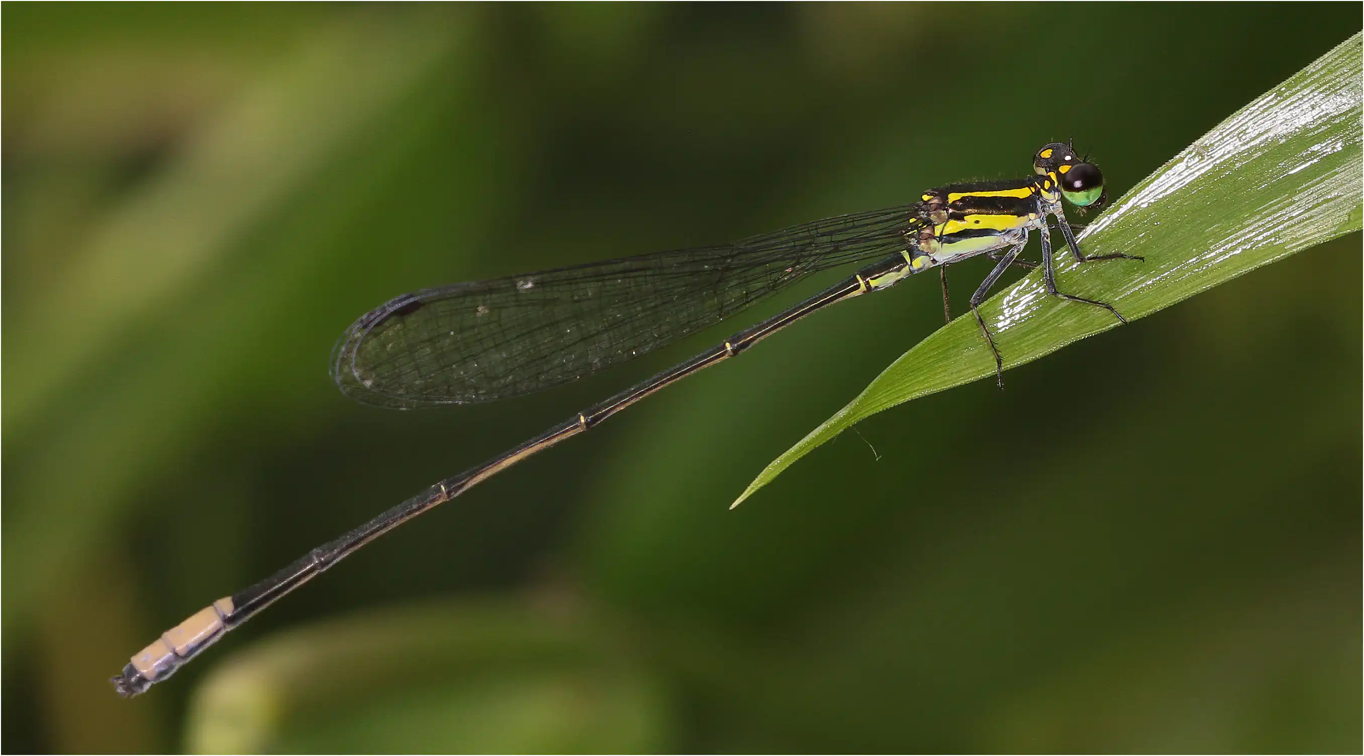 Pseudagrion melanicterum mâle, Ghana, Twifo Atti-Morkwa, 20/01/2026