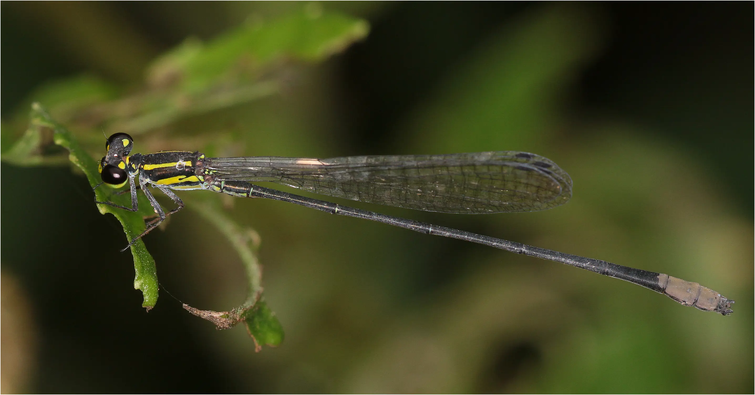 Pseudagrion melanicterum mâle, Ghana, Twifo Atti-Morkwa, 20/01/2026