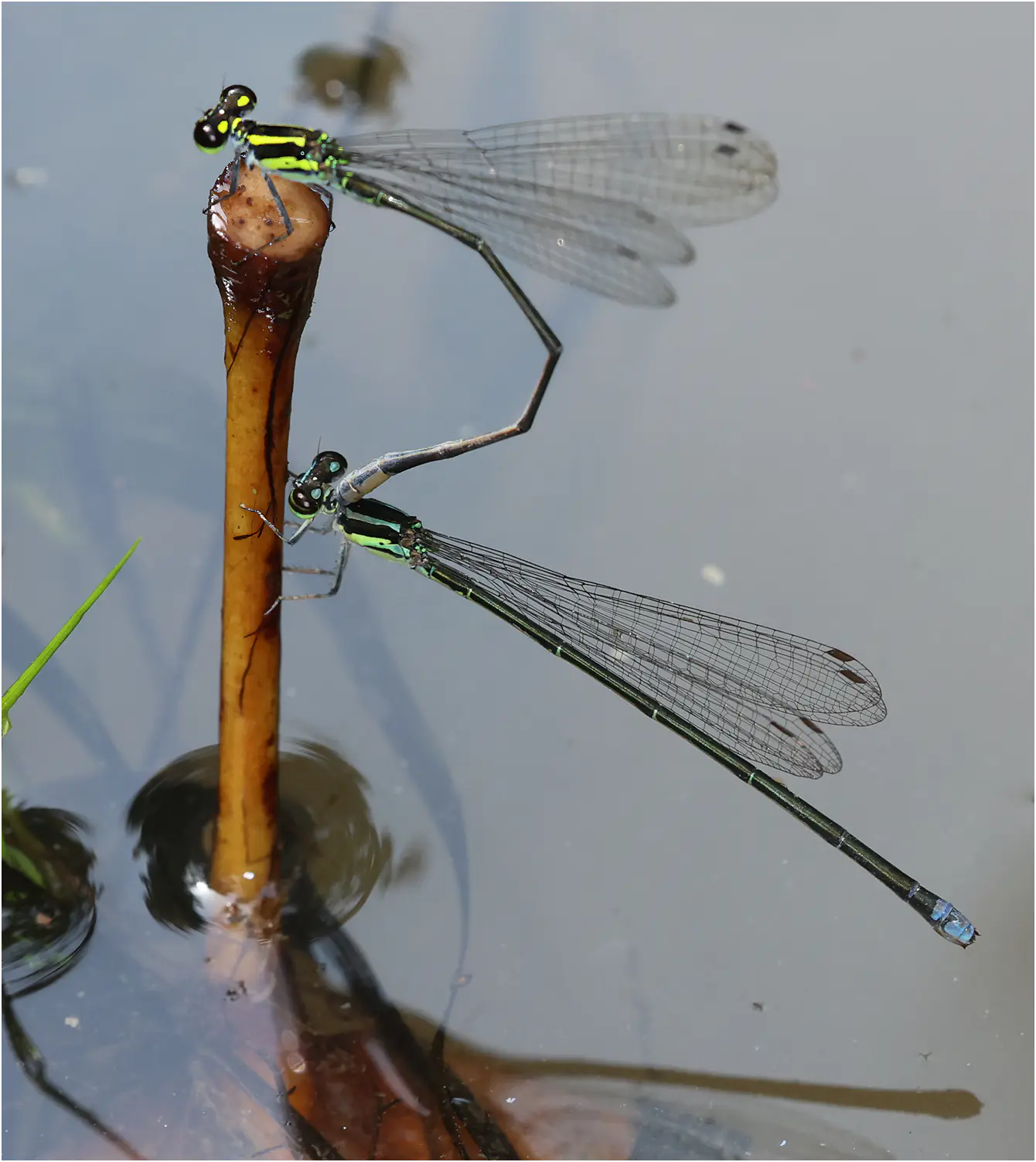Pseudagrion melanicterum tandem, Ghana, Kakum N. P., 14/01/2026