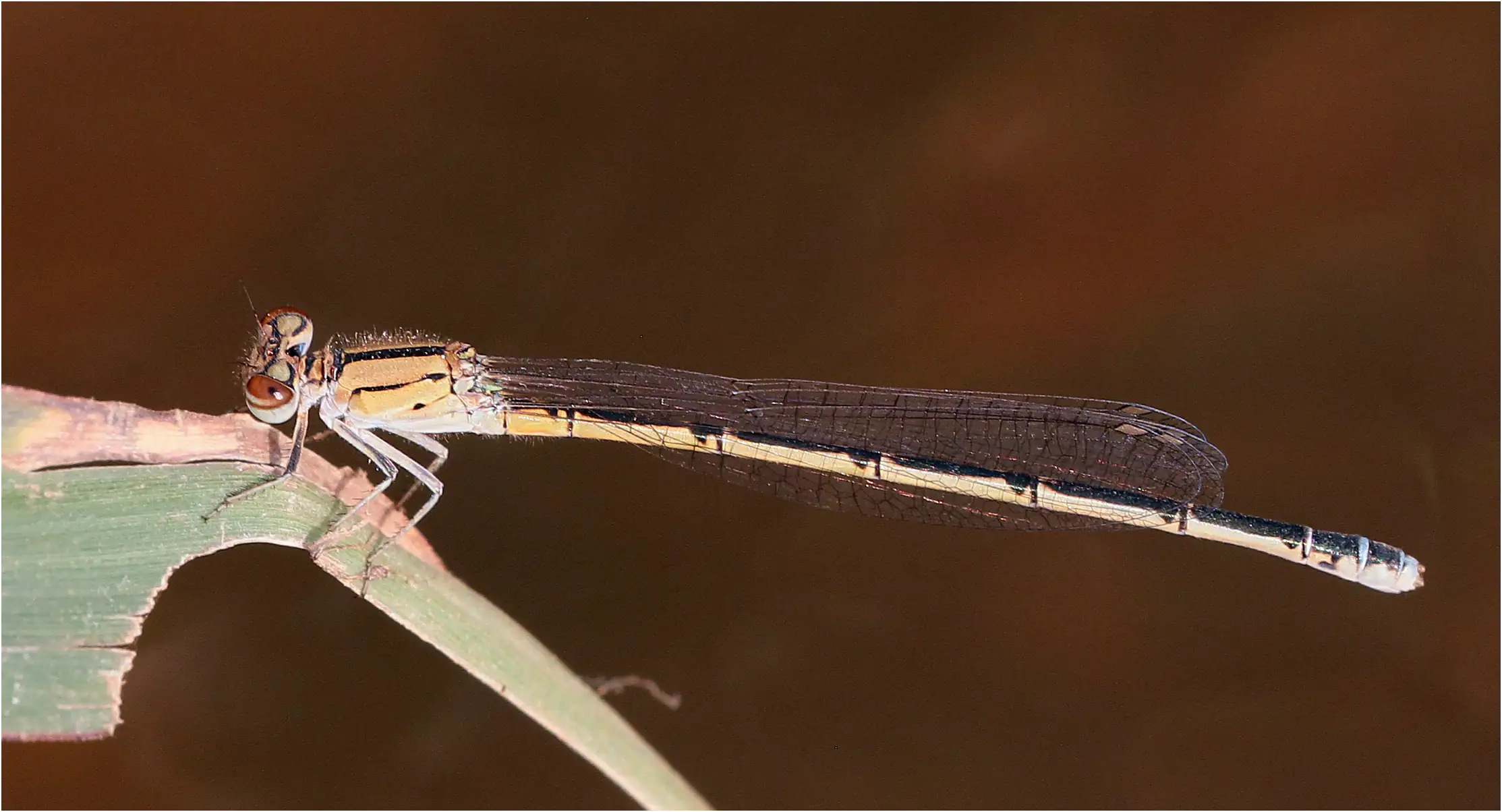 Pseudagrion nubicum femelle, Ghana, Ejisu sur la Bafo River, 21/01/2026