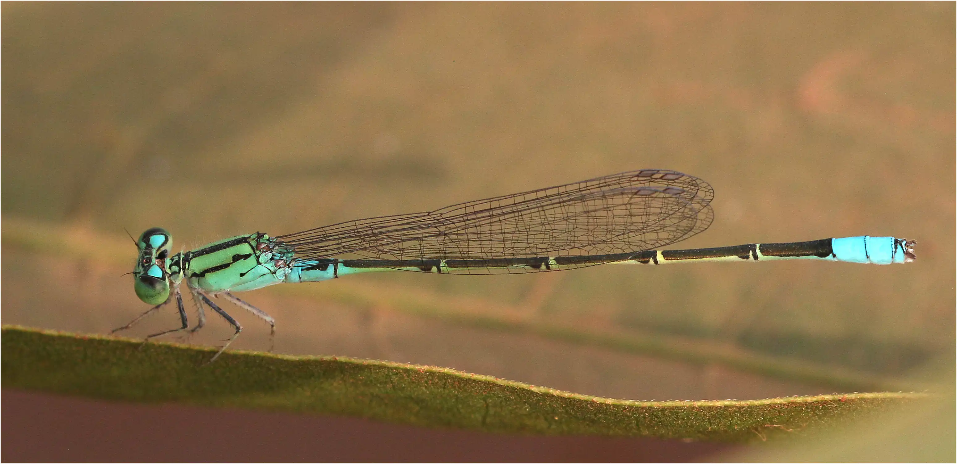 Pseudagrion nubicum mâle, Ghana, Ejisu sur la Bafo River, 21/01/2026