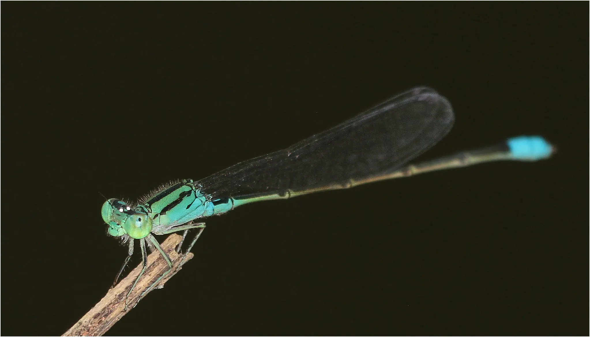 Pseudagrion nubicum mâle, Ghana, Hans Botel Cottage, 20/01/2026