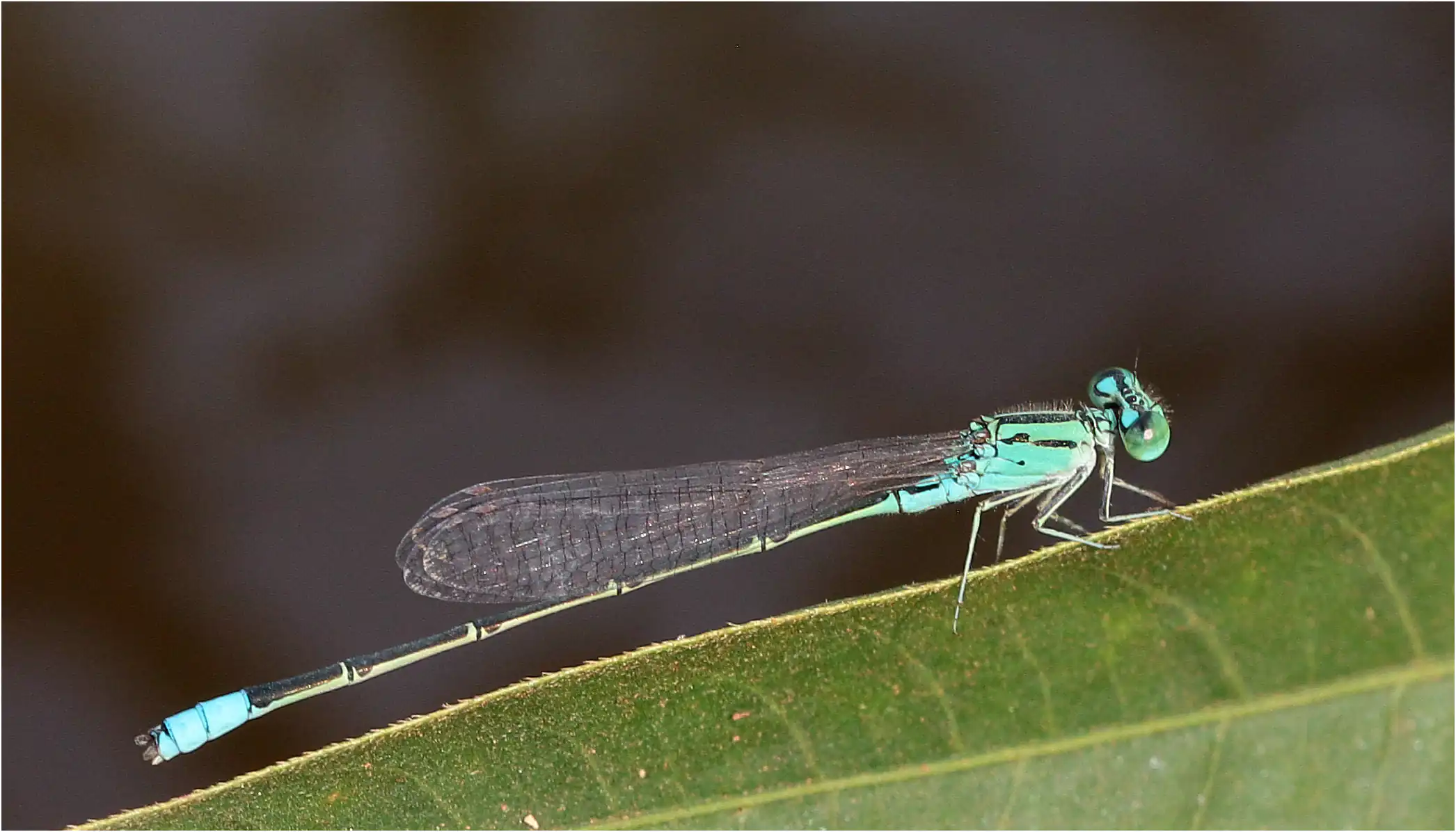 Pseudagrion nubicum mâle, Ghana, Ejisu sur la Bafo River, 21/01/2026