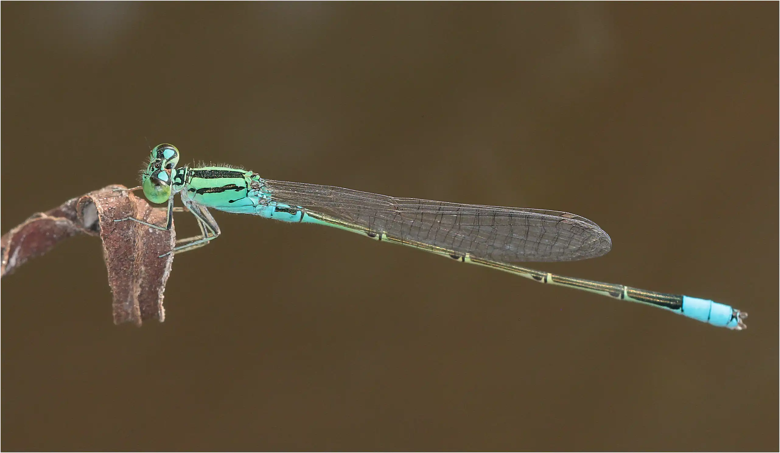 Pseudagrion nubicum mâle, Ghana, Ejisu sur la Bafo River, 21/01/2026