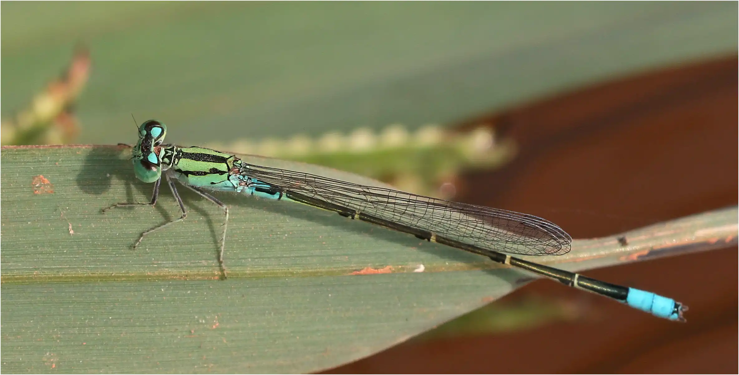 Bluetail Sprite male, Ghana, Ejisu sur la Bafo River, 21/01/2026