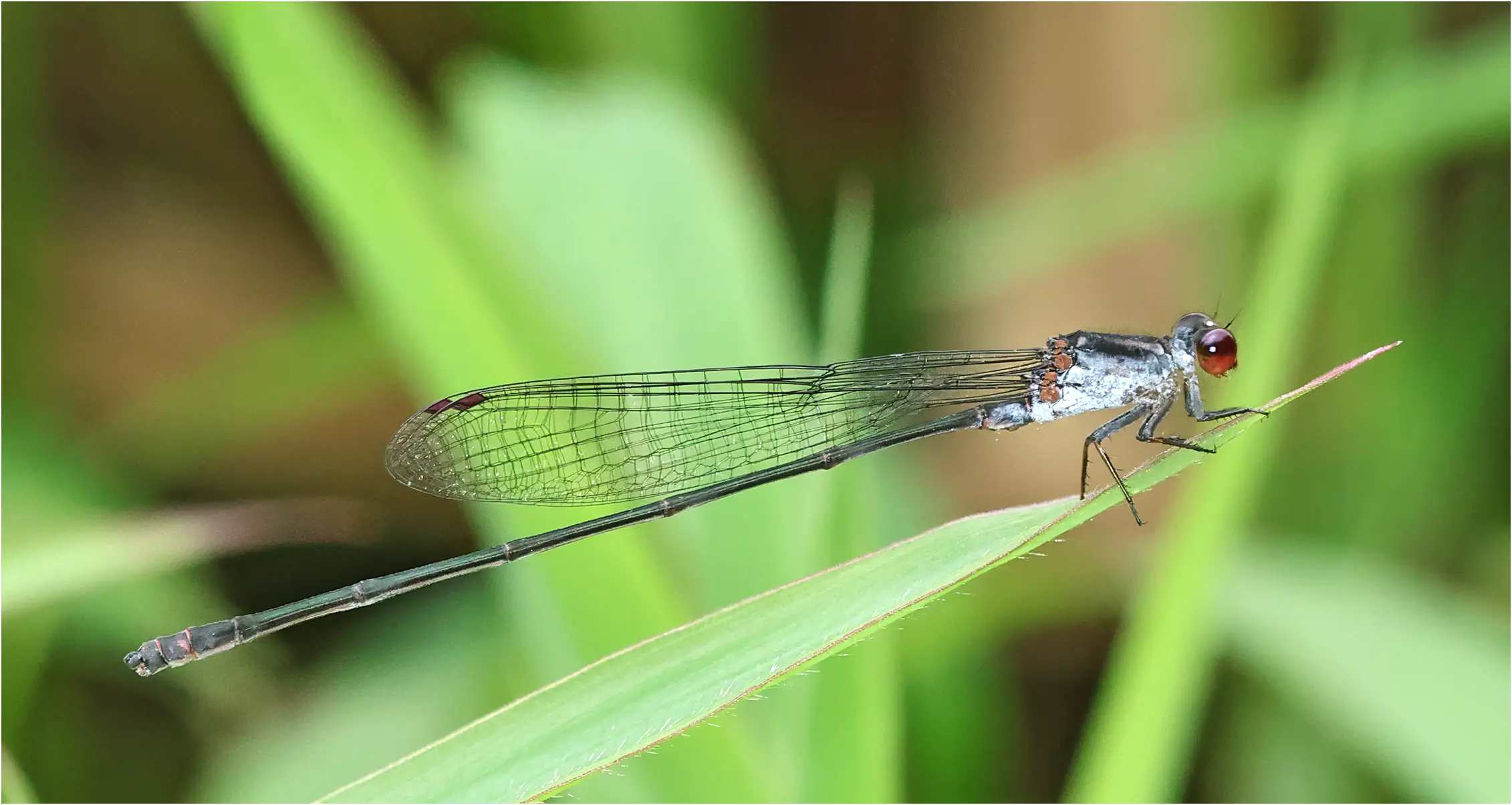 Pseudagrion perfuscatum mâle, Sarawak, Annah Rais Hot Spring, 24/03/2025
