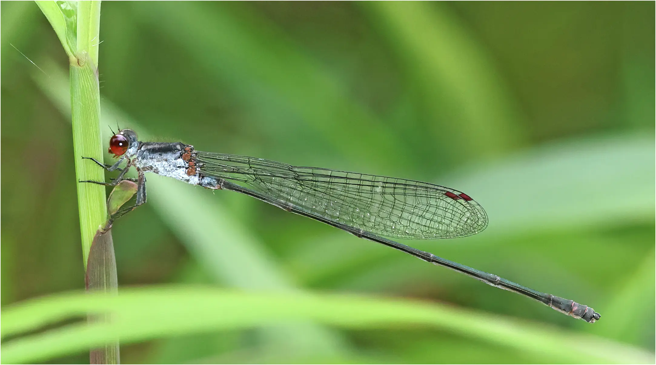 Pseudagrion perfuscatum mâle, Sarawak, Annah Rais Hot Spring, 24/03/2025