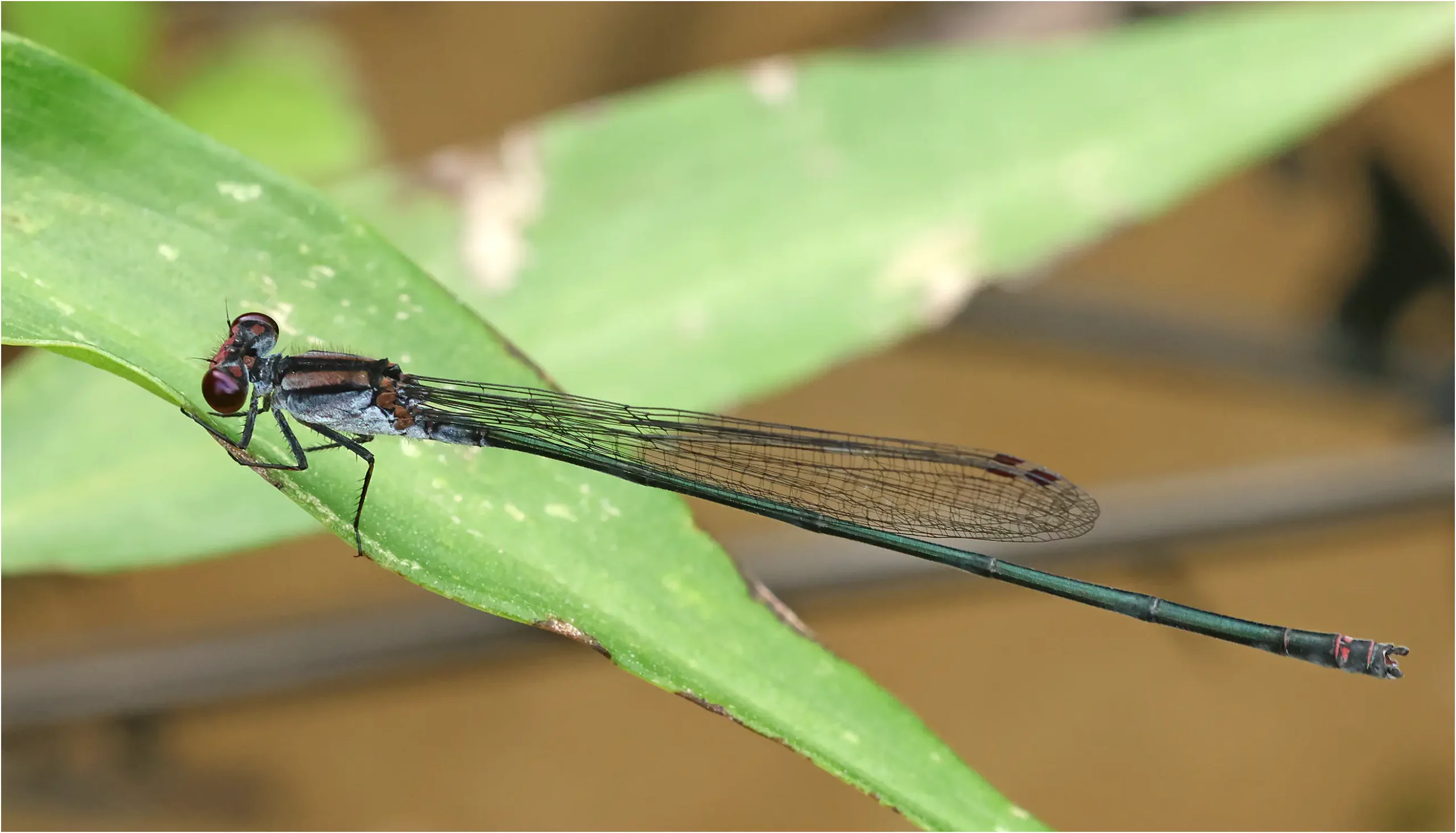 Pseudagrion perfuscatum mâle, Sarawak, Annah Rais Hot Spring, 24/03/2025