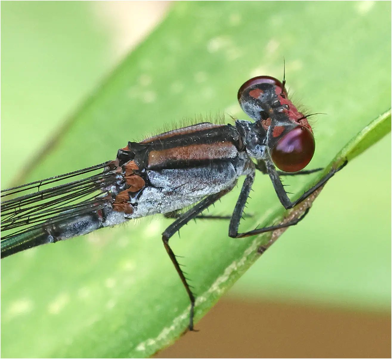 Pseudagrion perfuscatum mâle, Sarawak, Annah Rais Hot Spring, 24/03/2025