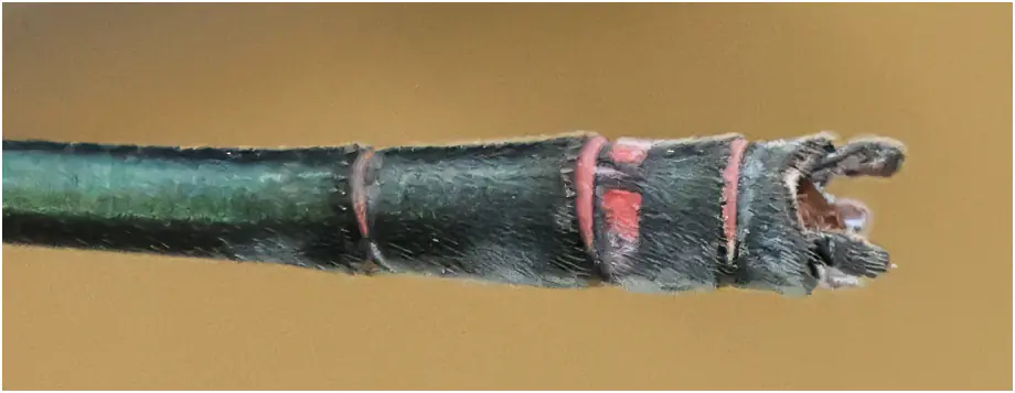 Pseudagrion perfuscatum mâle, Sarawak, Annah Rais Hot Spring, 24/03/2025