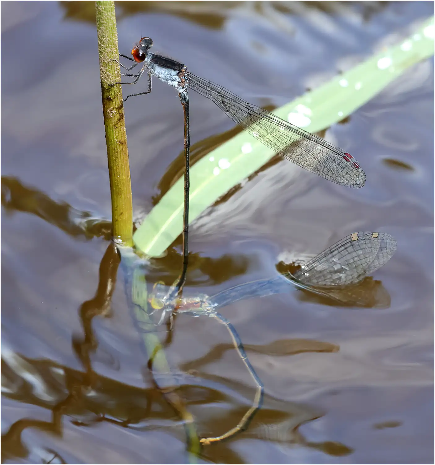 Grey Sprite pair, Thailand, Huay Kaew waterfall, 27/05/2024