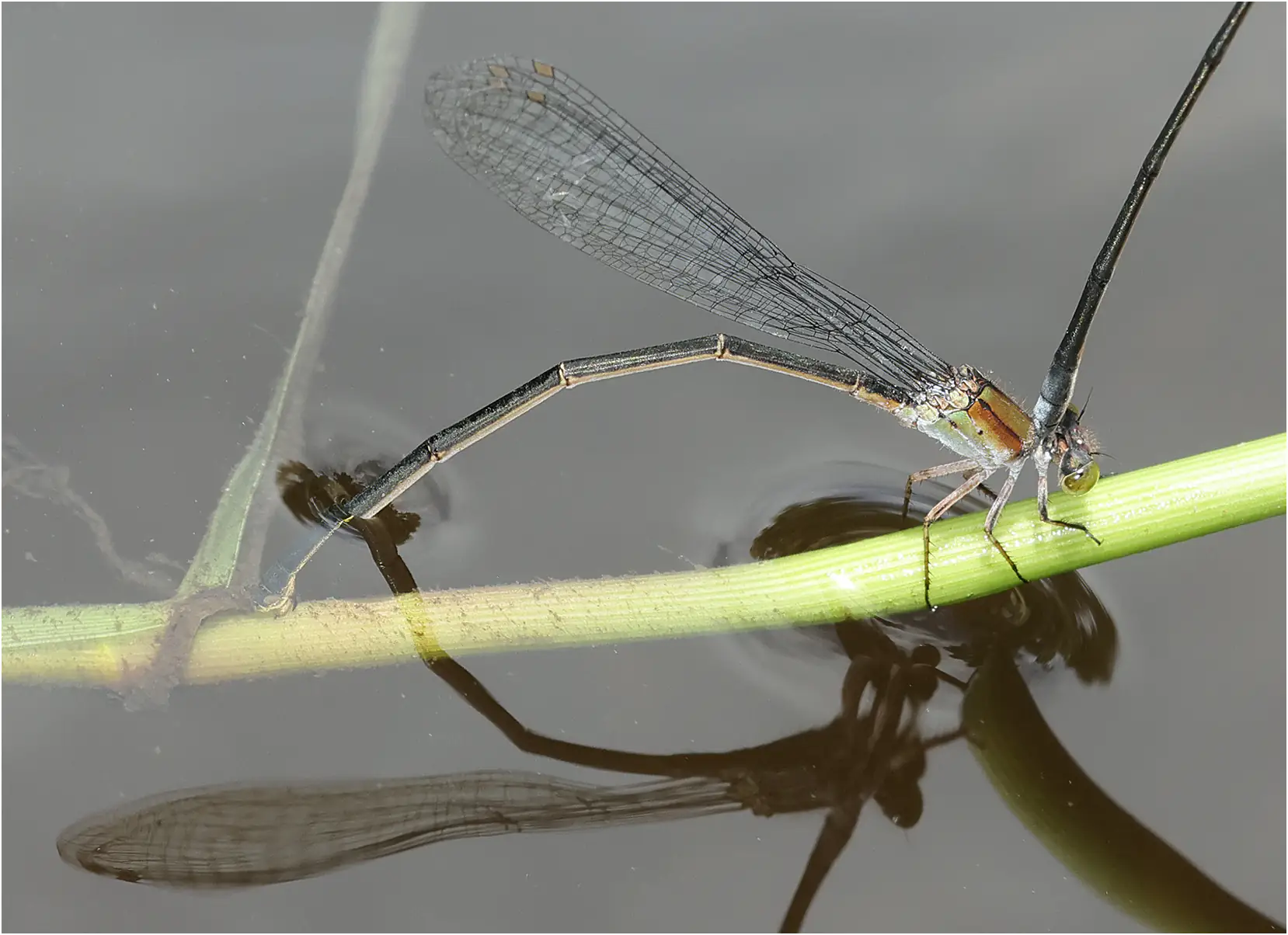 Pseudagrion pruinosum femelle en ponte, Thaïlande, Huay Kaew waterfall, 27/05/2024
