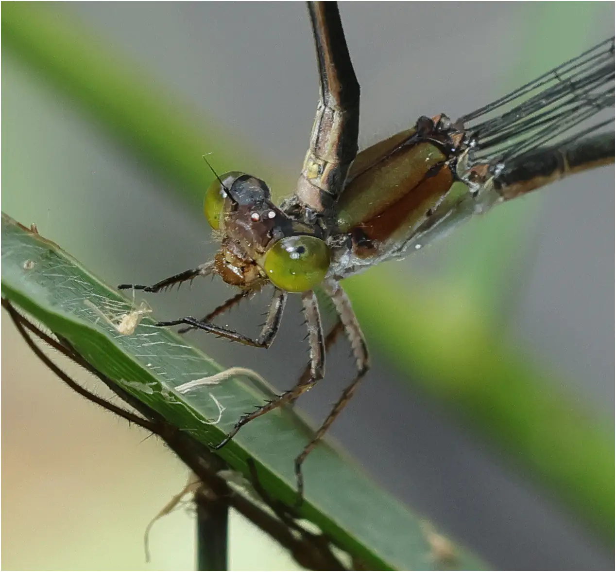 Pseudagrion pruinosum femelle en ponte, Thaïlande, Huay Kaew waterfall, 27/05/2024