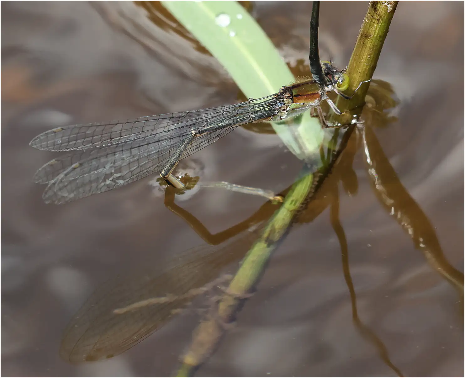 Pseudagrion pruinosum femelle en ponte, Thaïlande, Huay Kaew waterfall, 27/05/2024