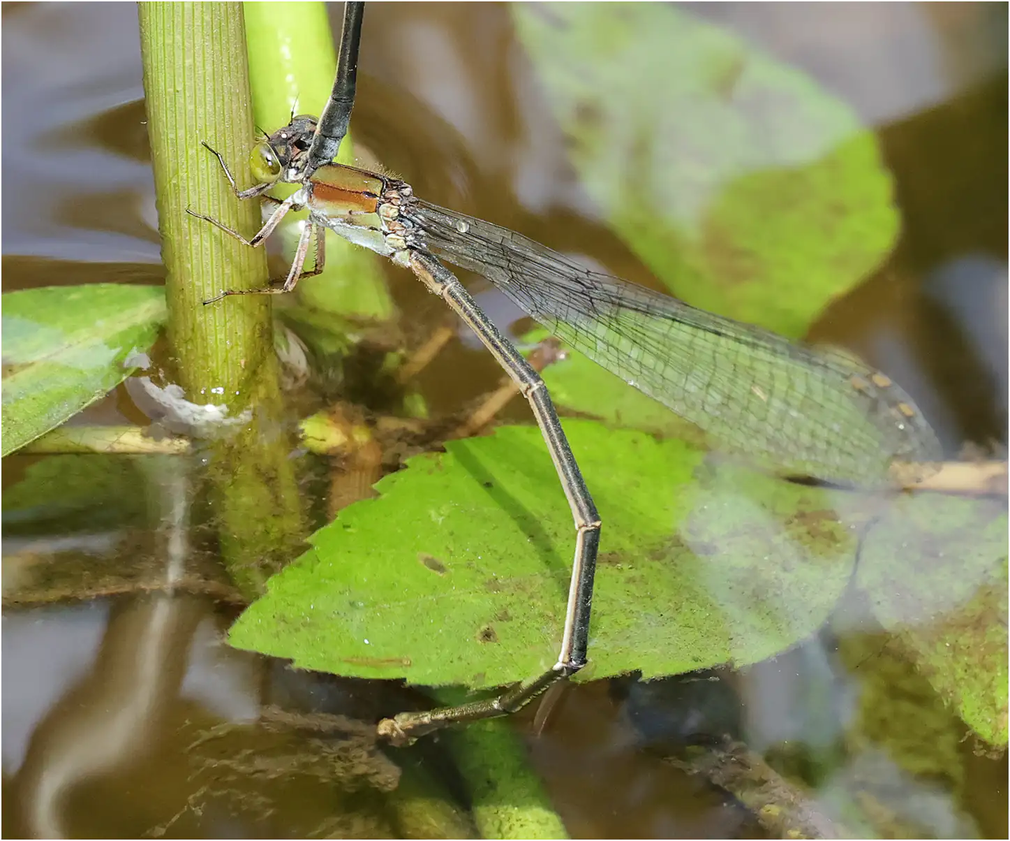 Grey Sprite female ovipositing, Thailand, Huay Kaew waterfall, 27/05/2024