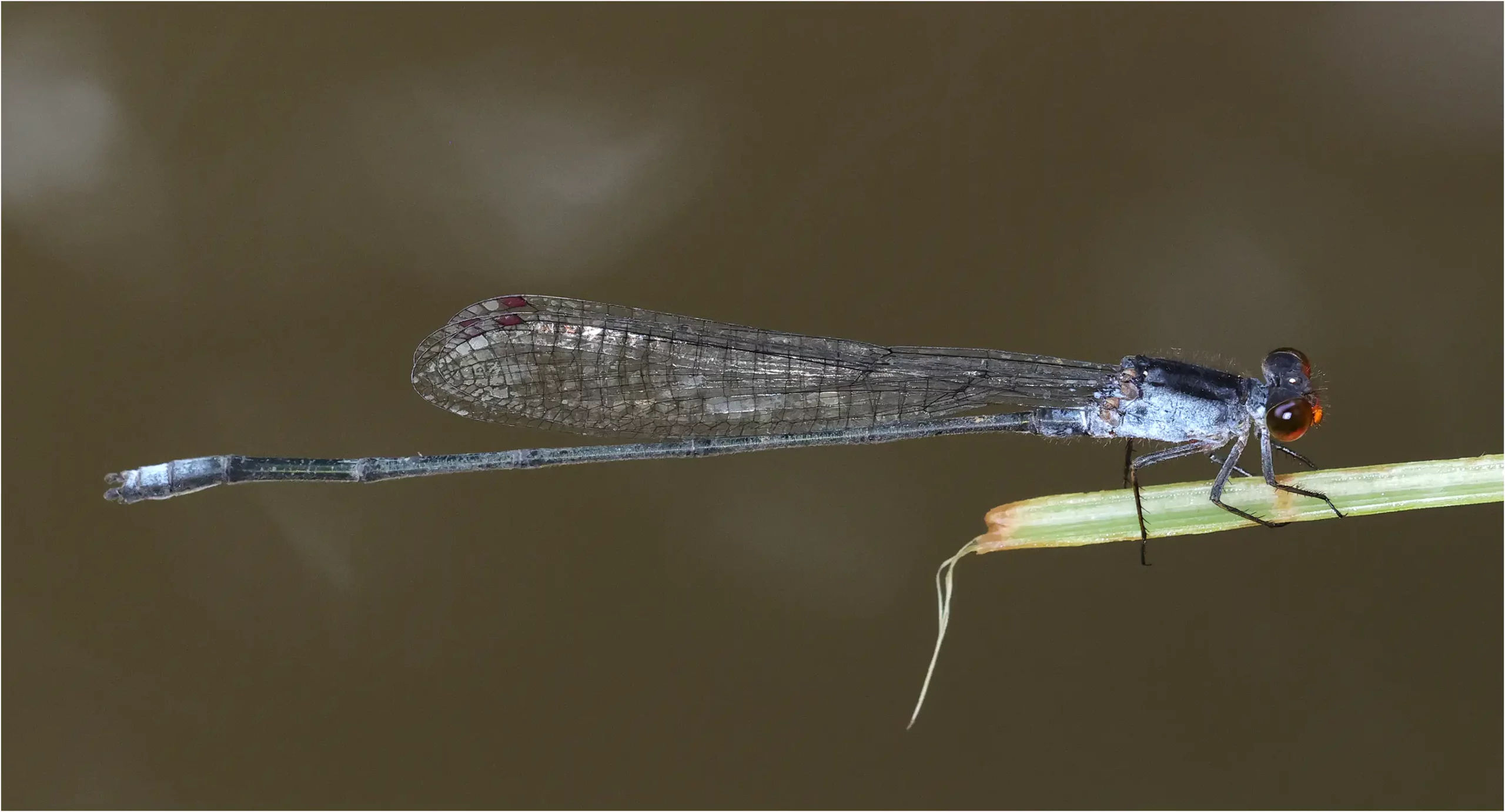 Pseudagrion pruinosum mâle, Thaïlande, Mae Sa Waterfall, 28/05/2024