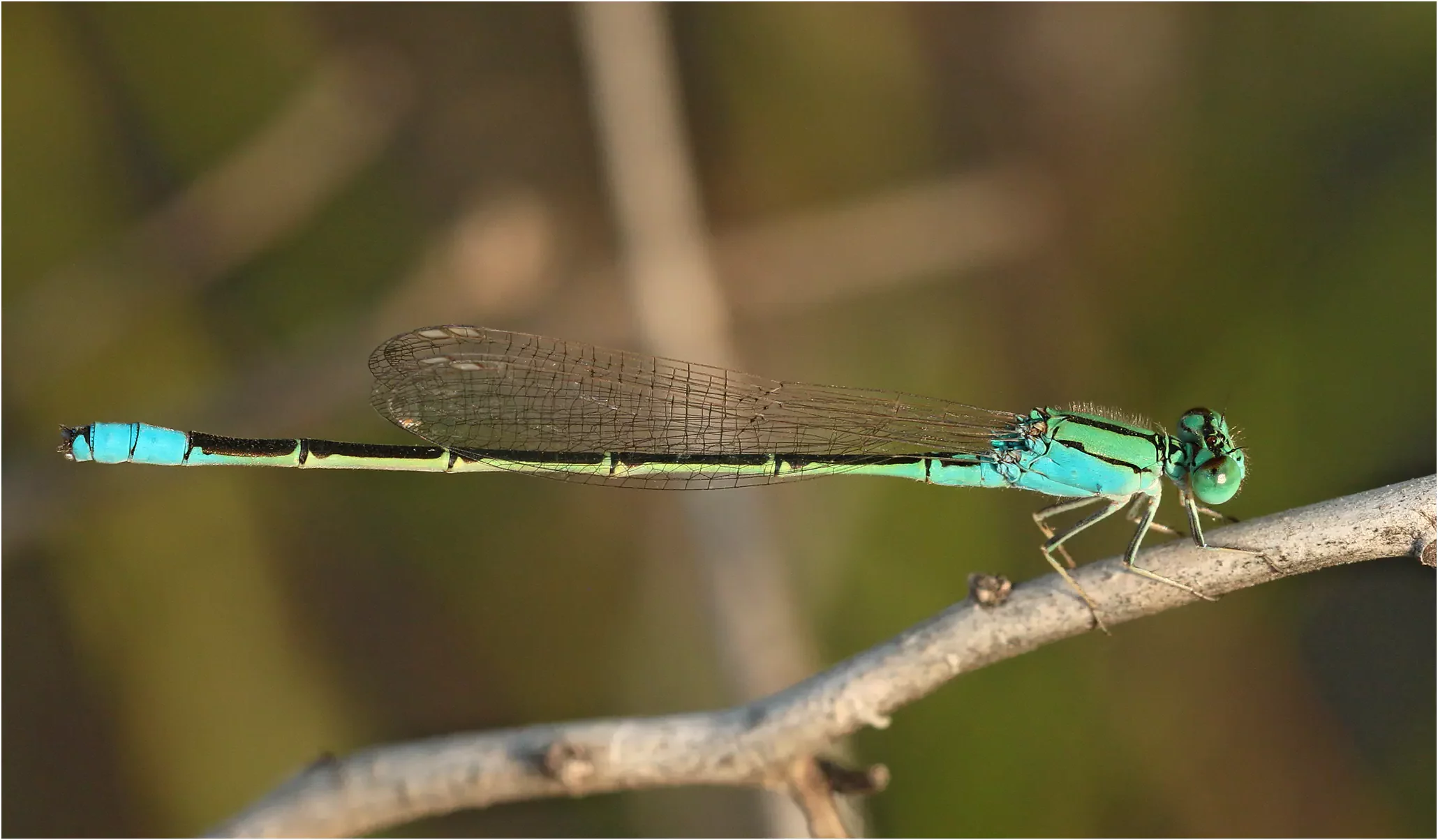 Pseudagrion torridum mâle mature, Éthiopie, Langano Lake, 31/10/2018