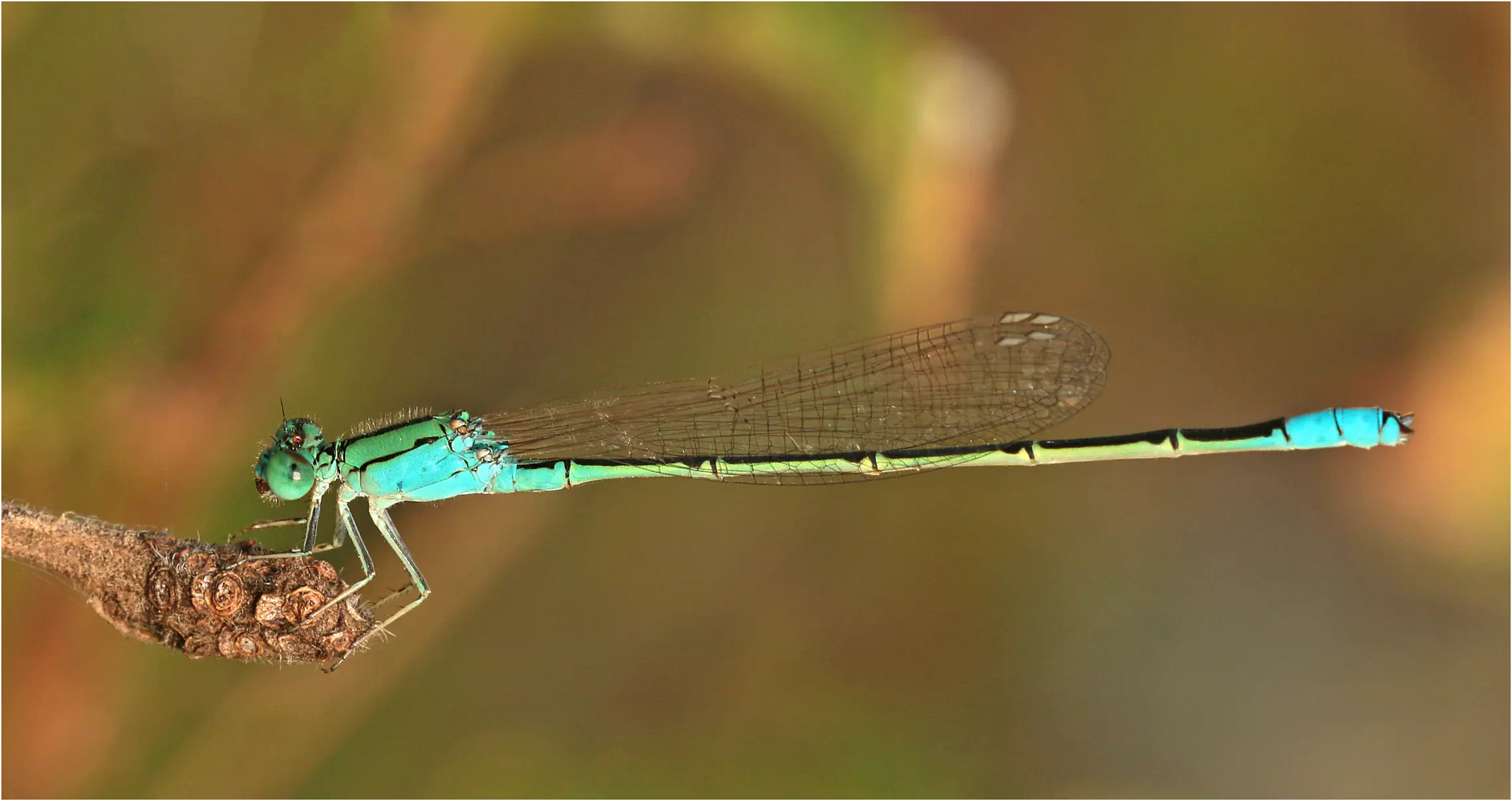 Pseudagrion torridum mâle mature, Éthiopie, Langano Lake, 31/10/2018