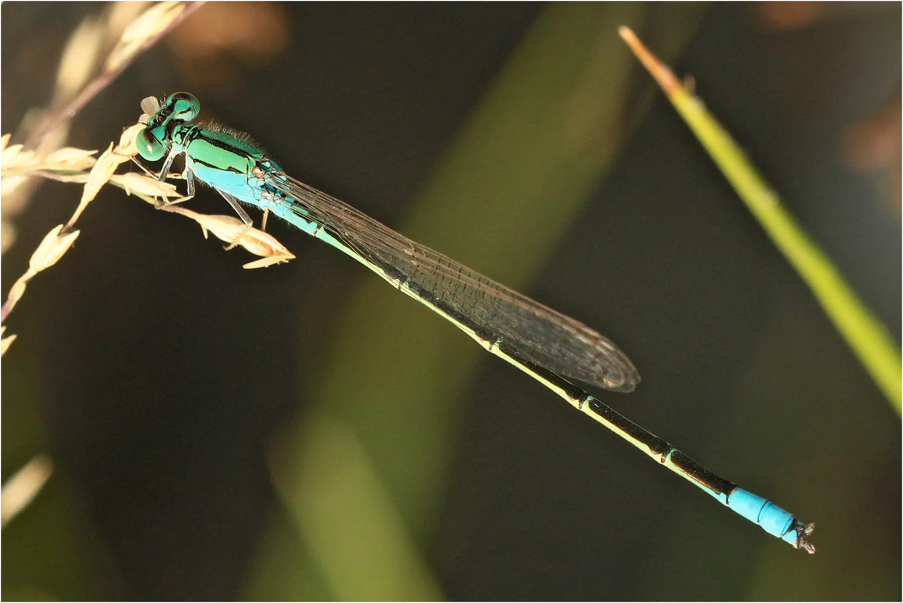 Pseudagrion torridum mâle mature, Éthiopie, Langano Lake, 31/10/2018