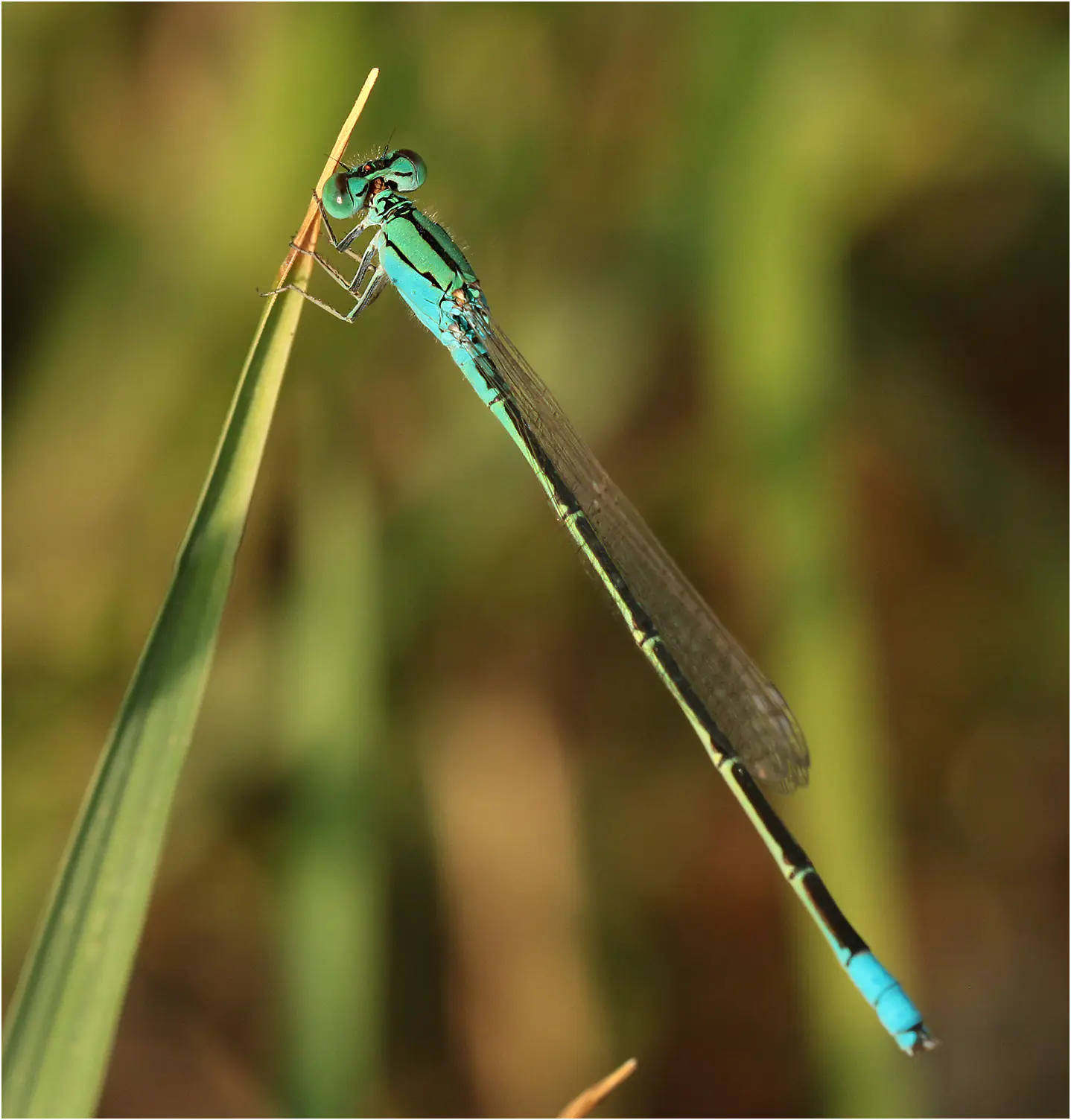 Pseudagrion torridum mâle mature, Éthiopie, Langano Lake, 31/10/2018
