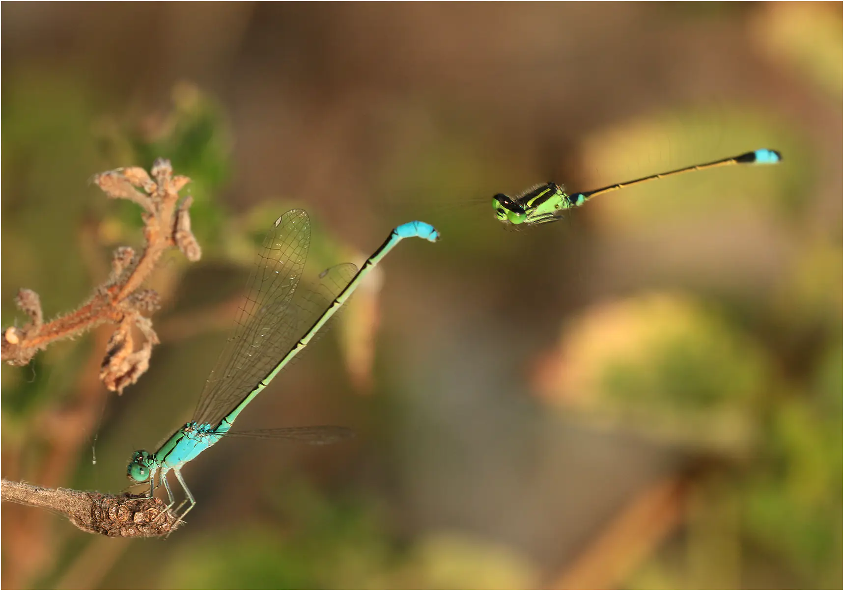 Pseudagrion torridum mâle mature, Éthiopie, Langano Lake, 31/10/2018
