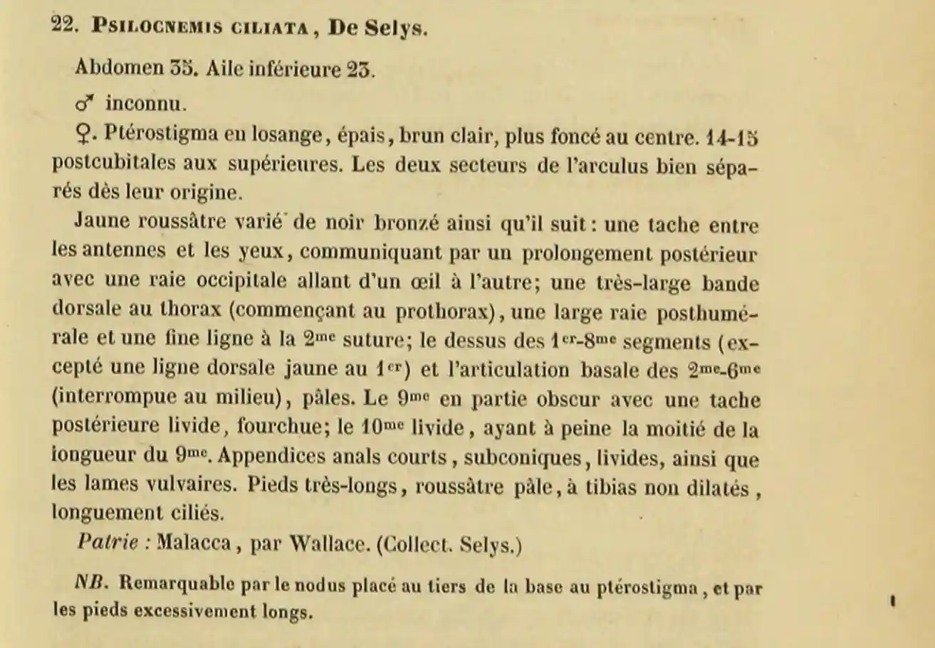Psilocnemis ciliata - Selys, Synopsis des agrionines (Vol. 4, p. 173).