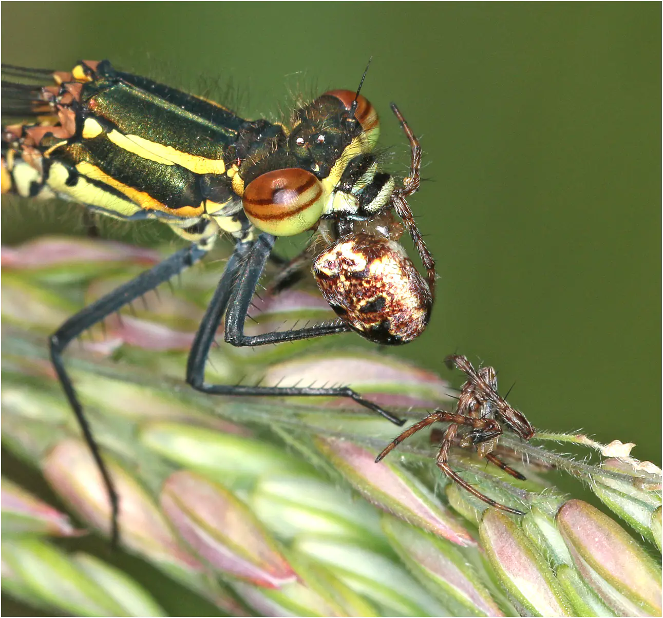 Prédation sur araignée par odonate - Pyrrhosoma nymphula prédation sur Zilla diodia, Beaupréau (F-49), 08/05/2024