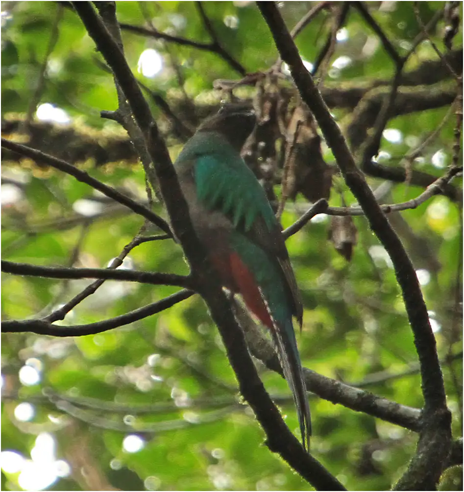 Quetzal Resplendissant, Pharomachrus mocinno, Costa Rica, 31/03/2013