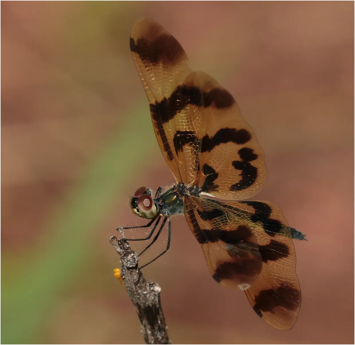 Graphic flutterer female, Australia, Australie (NT), Rum Jungle Lake, 14/04/2022