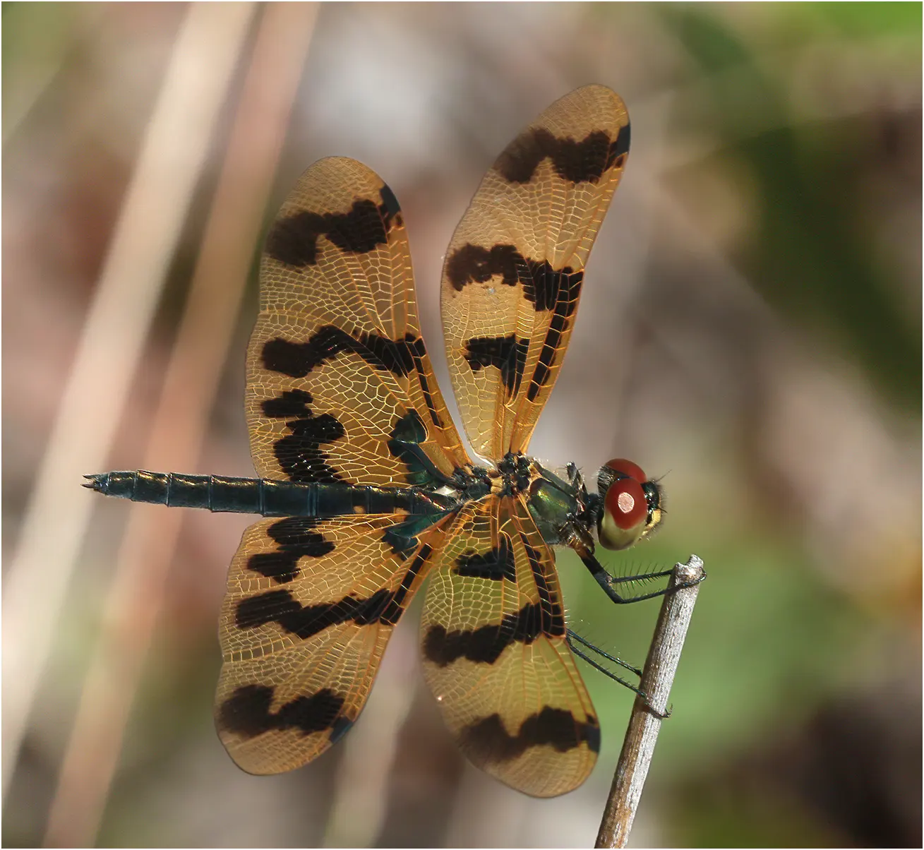 Graphic flutterer female, Australia (FNQ), Emerald Cascades, 05/12/2022