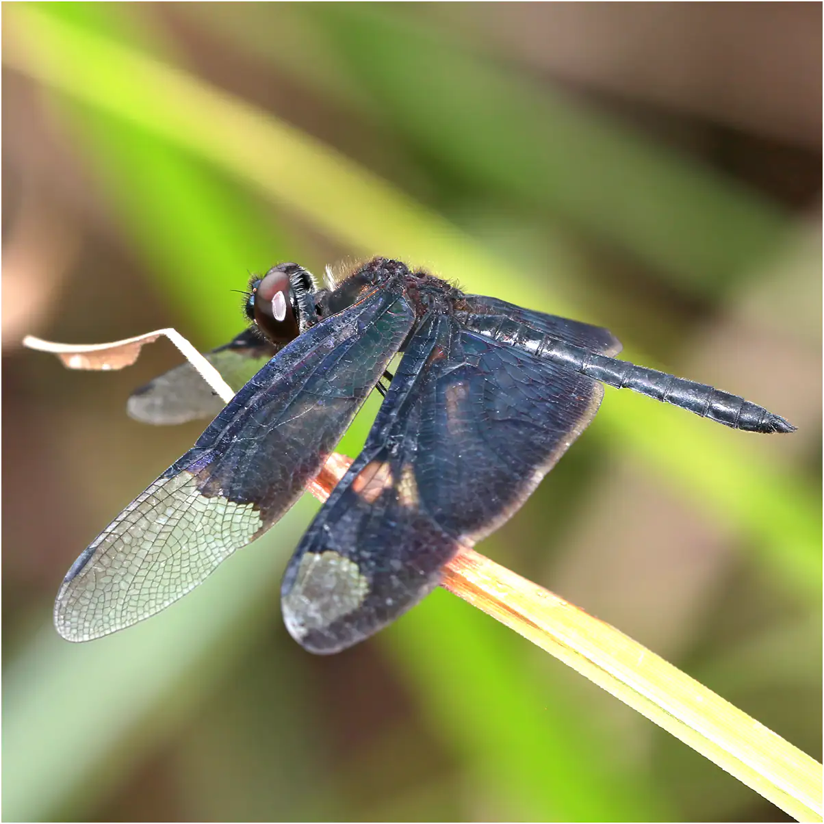 Rhyothemis notata mâle, Ghana, Jomoro district, 19/01/2026