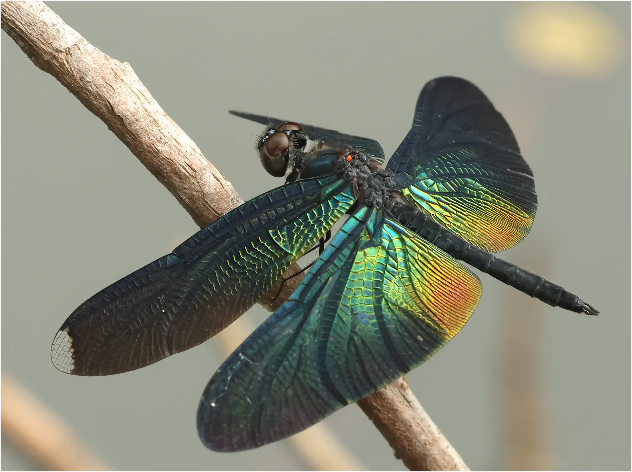 Rhyothemis plutonia mâle, Chiang Mai University Campus, 25/05/2024