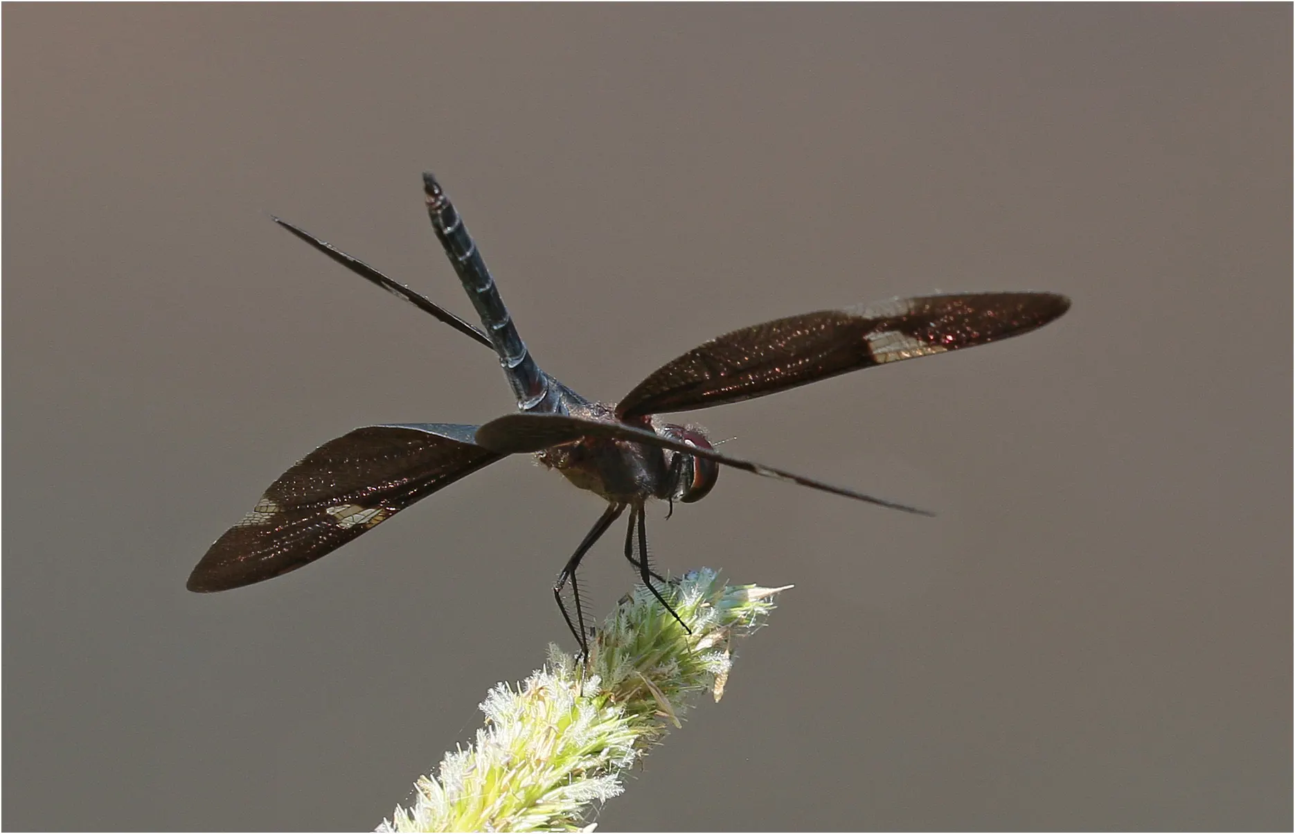 Rhyothemis princeps mâle, Australie (FNQ), Annan River, 07/12/2022