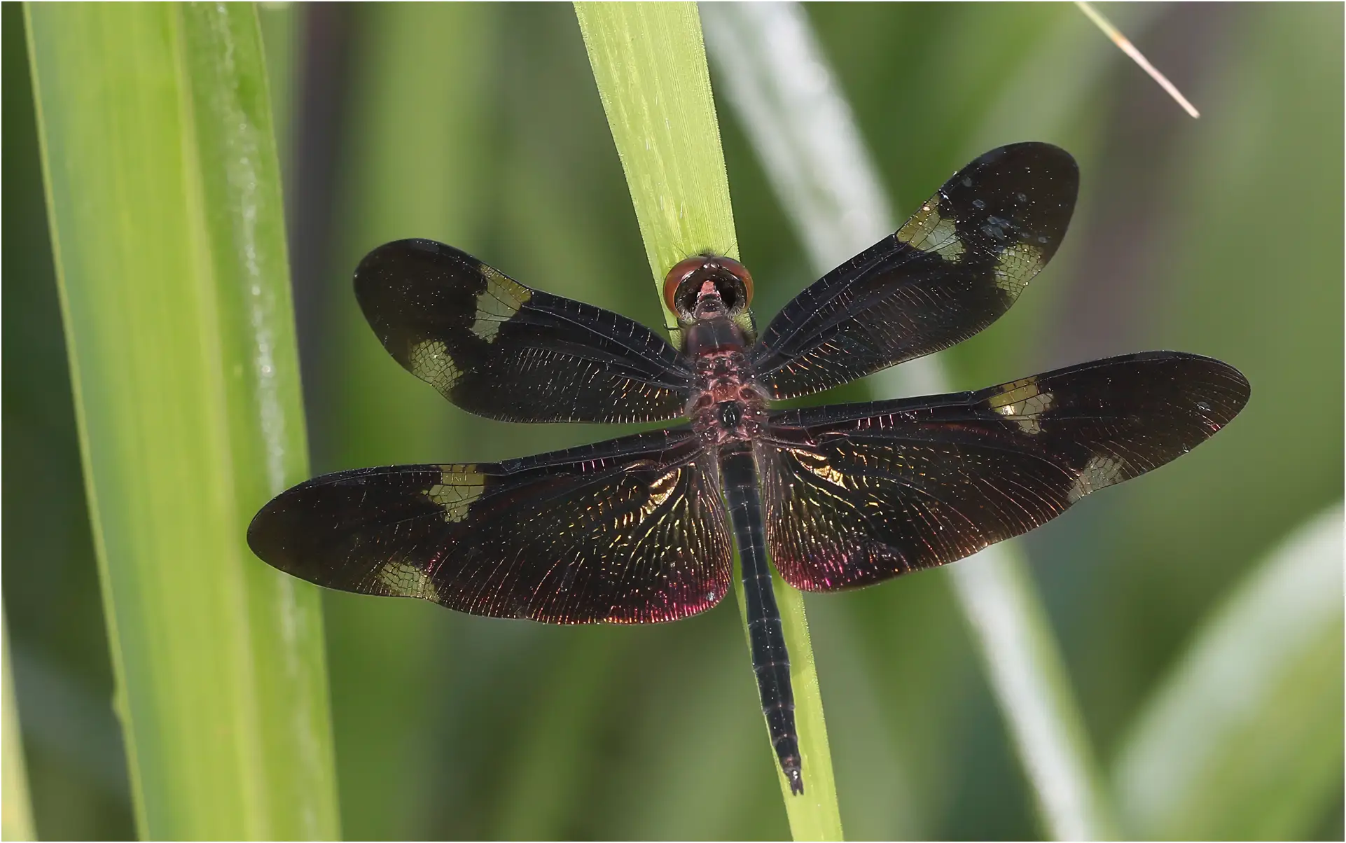 Rhyothemis princeps mâle, Australie (FNQ), Hunter Creek, 09/12/2022