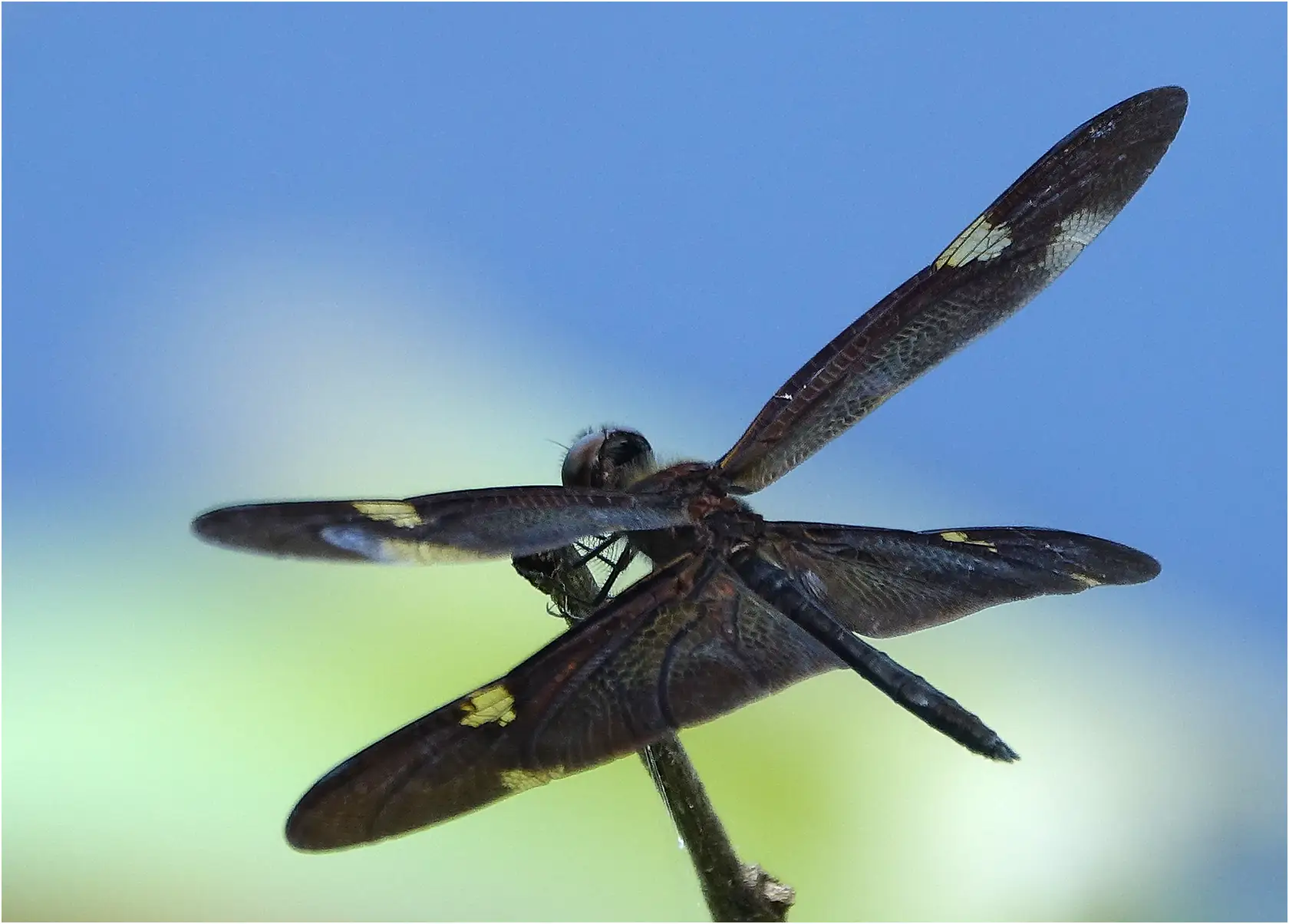 Rhyothemis princeps mâle, Australie (FNQ), Cattana Wetlands, 02/12/2022