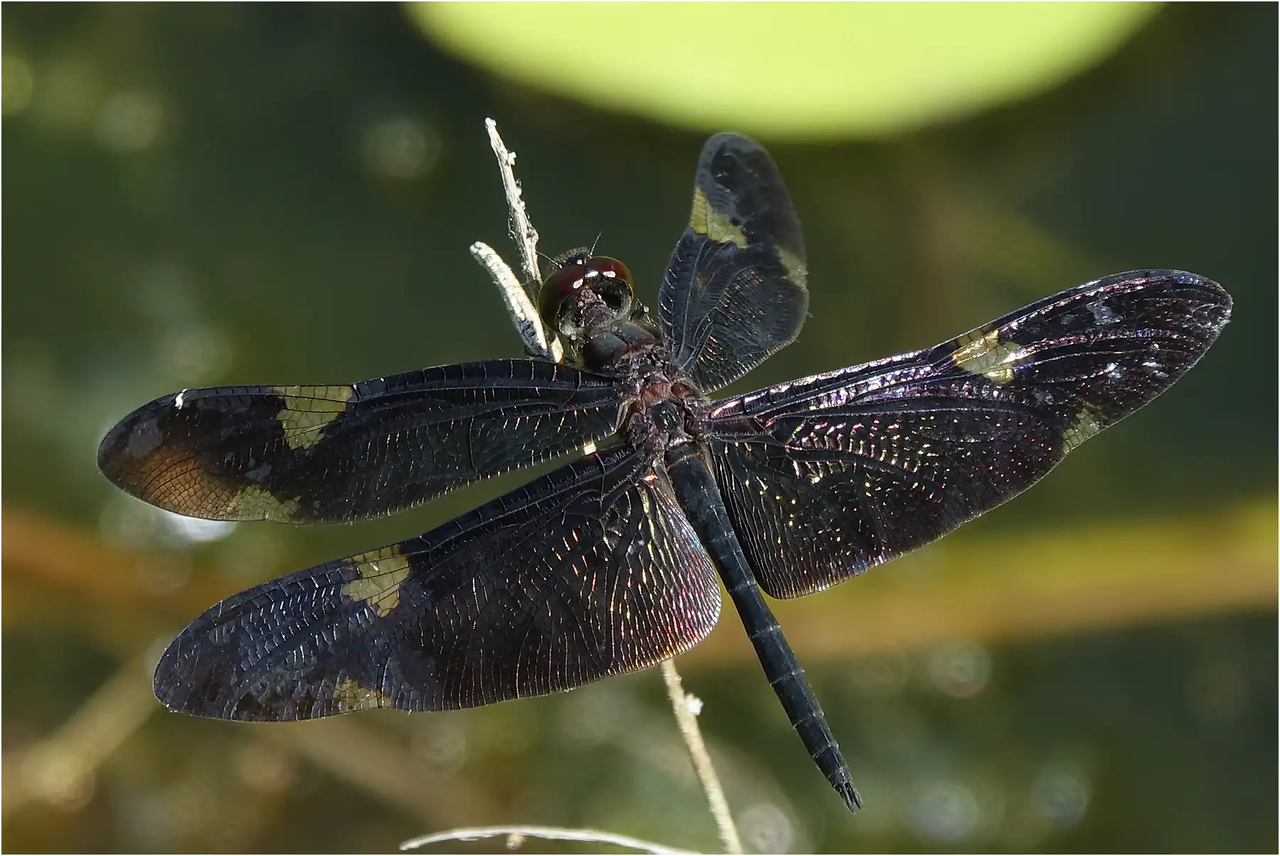 Rhyothemis princeps mâle, Australie (FNQ), Tyto Wetlands, 14/12/2022