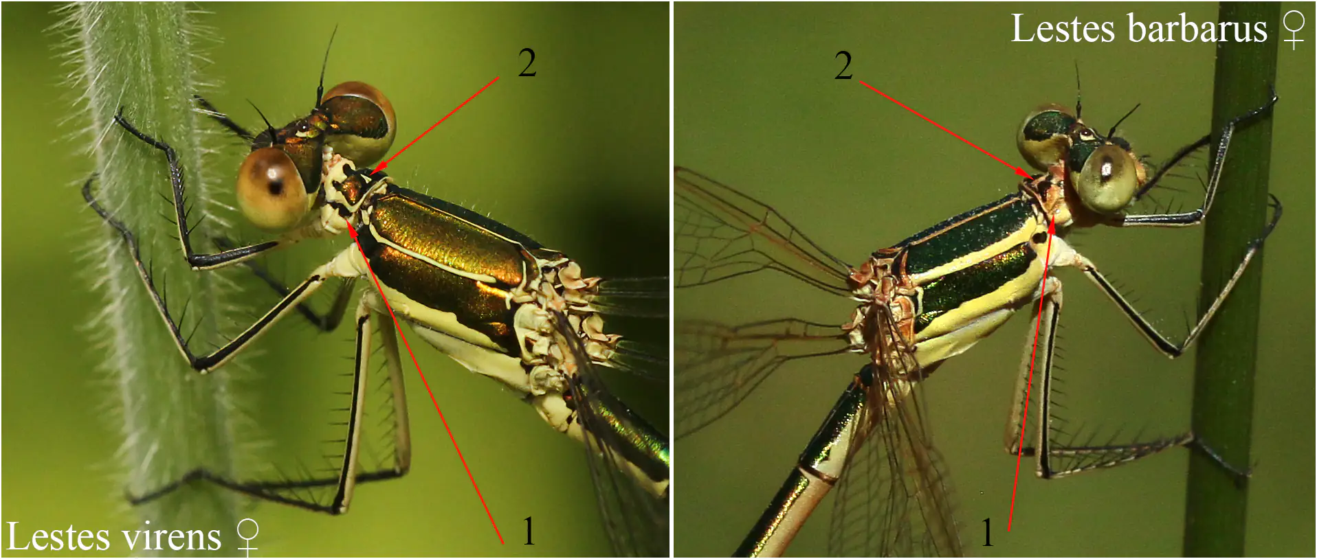 Séparer les femelles Lestes barbarus et Lestes virens