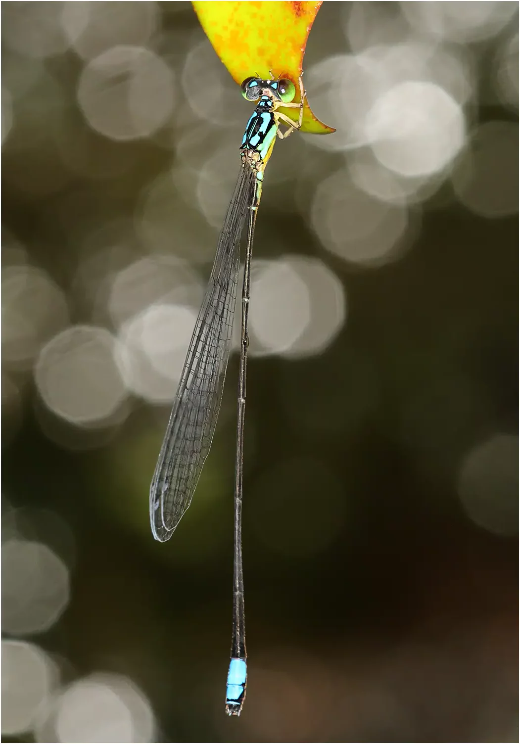 Stenagrion dubium mâle, Sarawak, Sri Maha Mariamman Temple, 20/03/2025