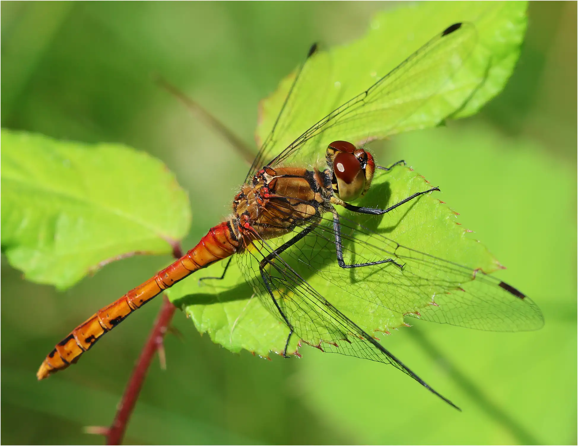 Identification des Sympetrum sanguineum, T noir, étang des Bruyères (F-49), 11/06/2026