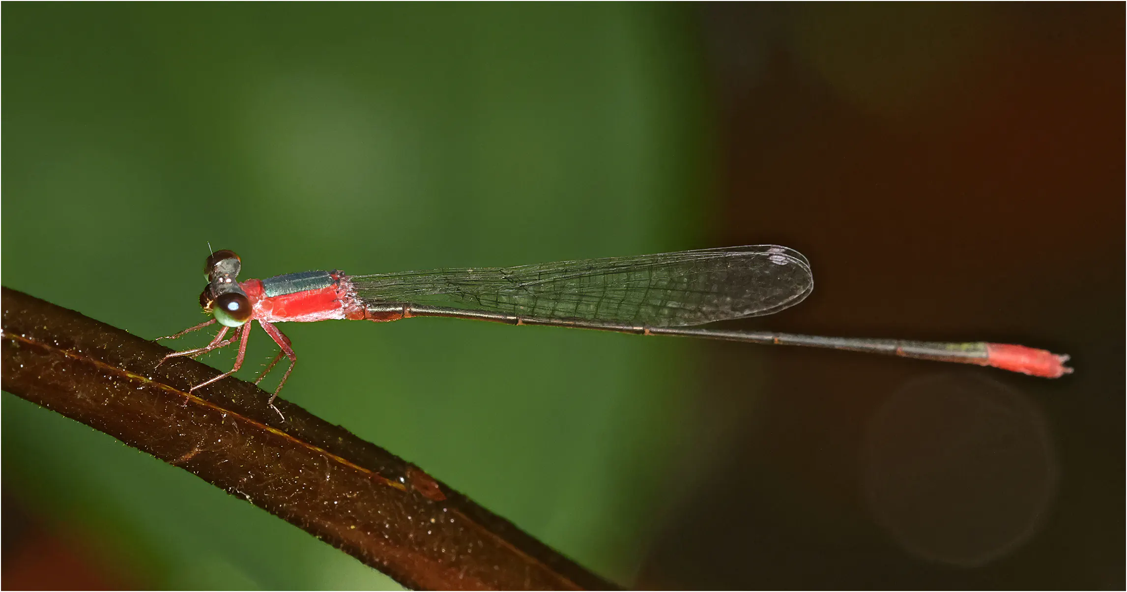 Teinobasis ruficollis mâle, Sarawak, Sama Jaya Nature Reserve, 18/03/2025