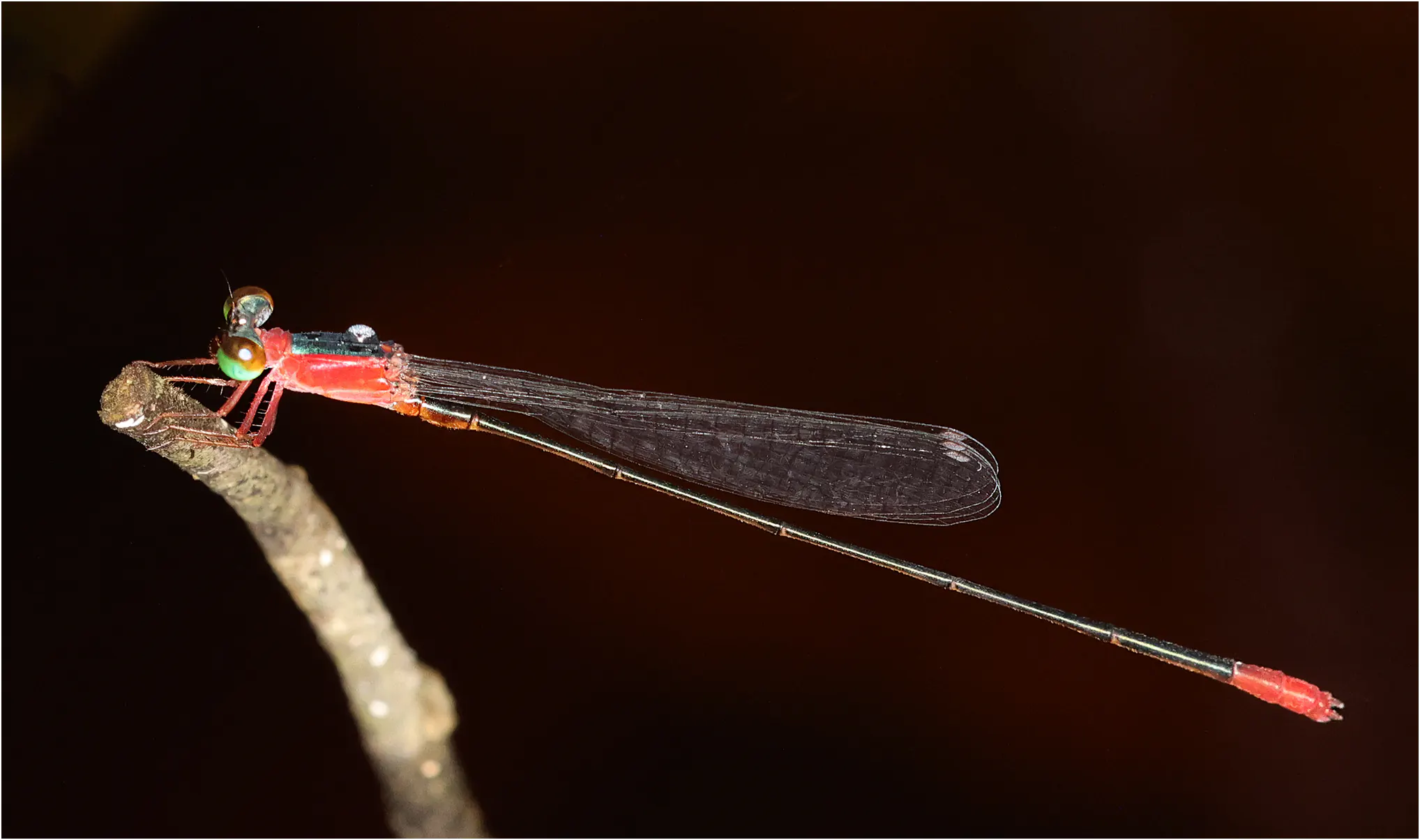Teinobasis ruficollis mâle, Sarawak, Sama Jaya Nature Reserve, 18/03/2025