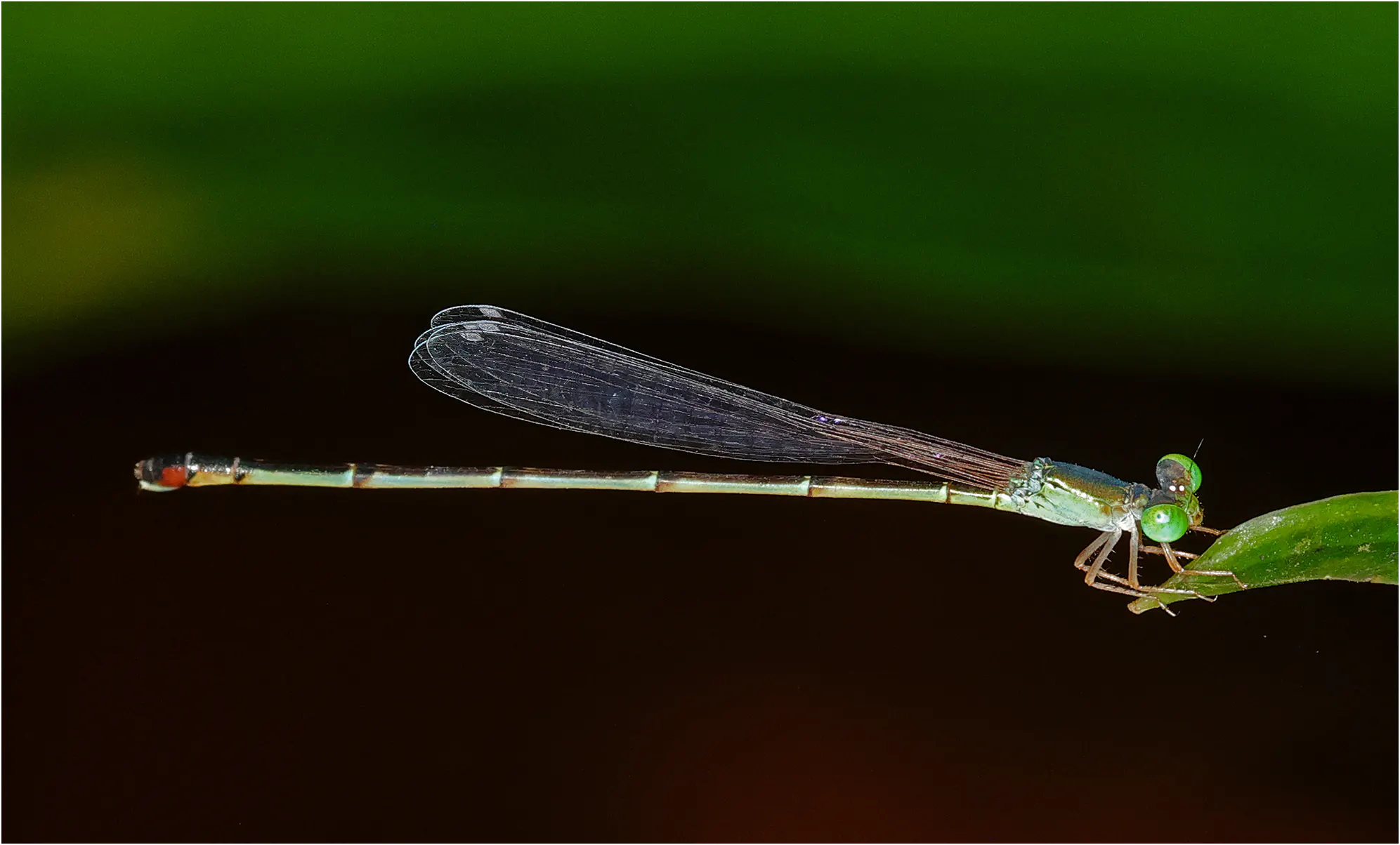 Teinobasis suavis femelle, Sarawak, Kuching, 25/03/2025