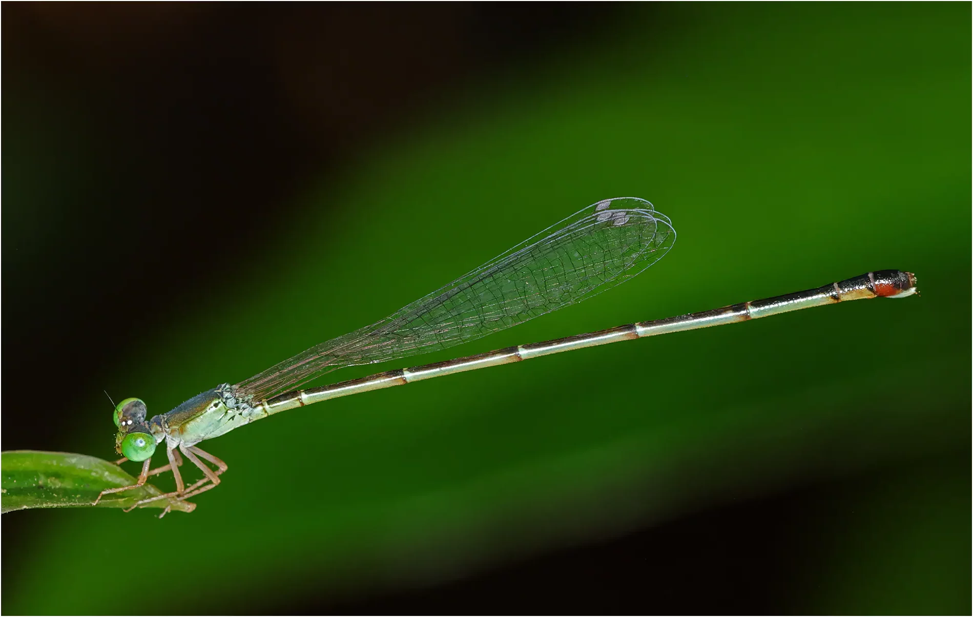 Teinobasis suavis femelle, Sarawak, Kuching, 25/03/2025
