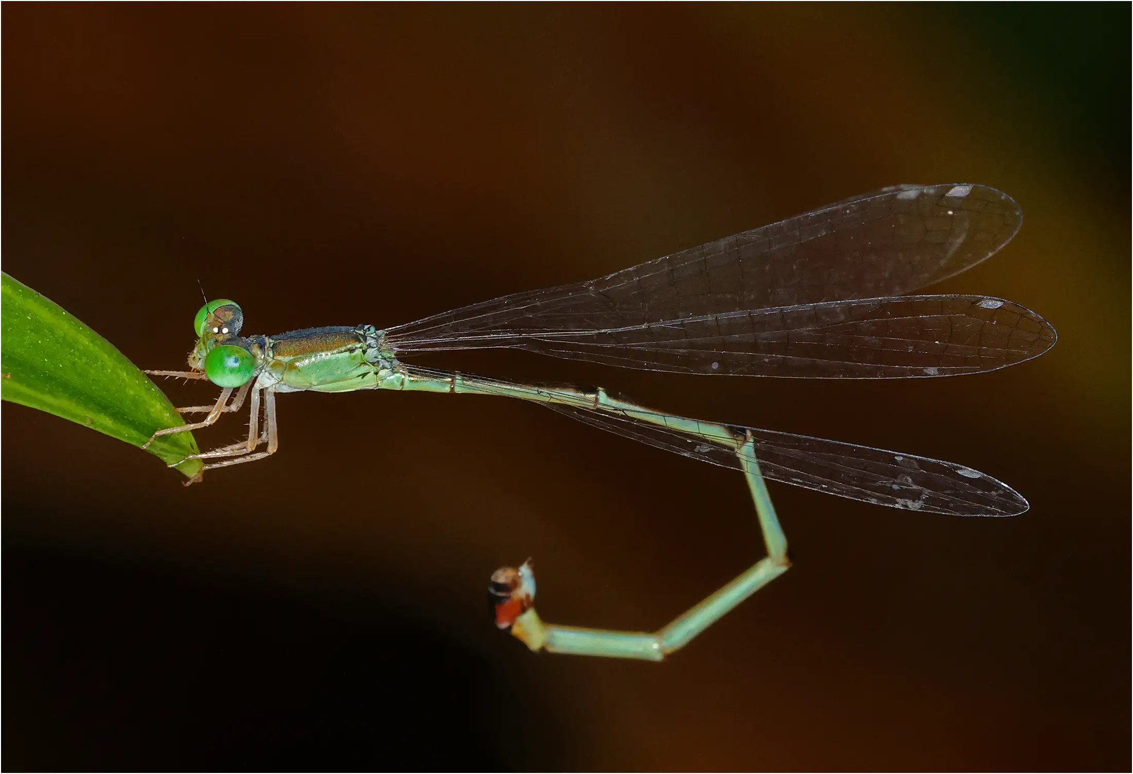 Teinobasis suavis femelle, Sarawak, Kuching, 25/03/2025