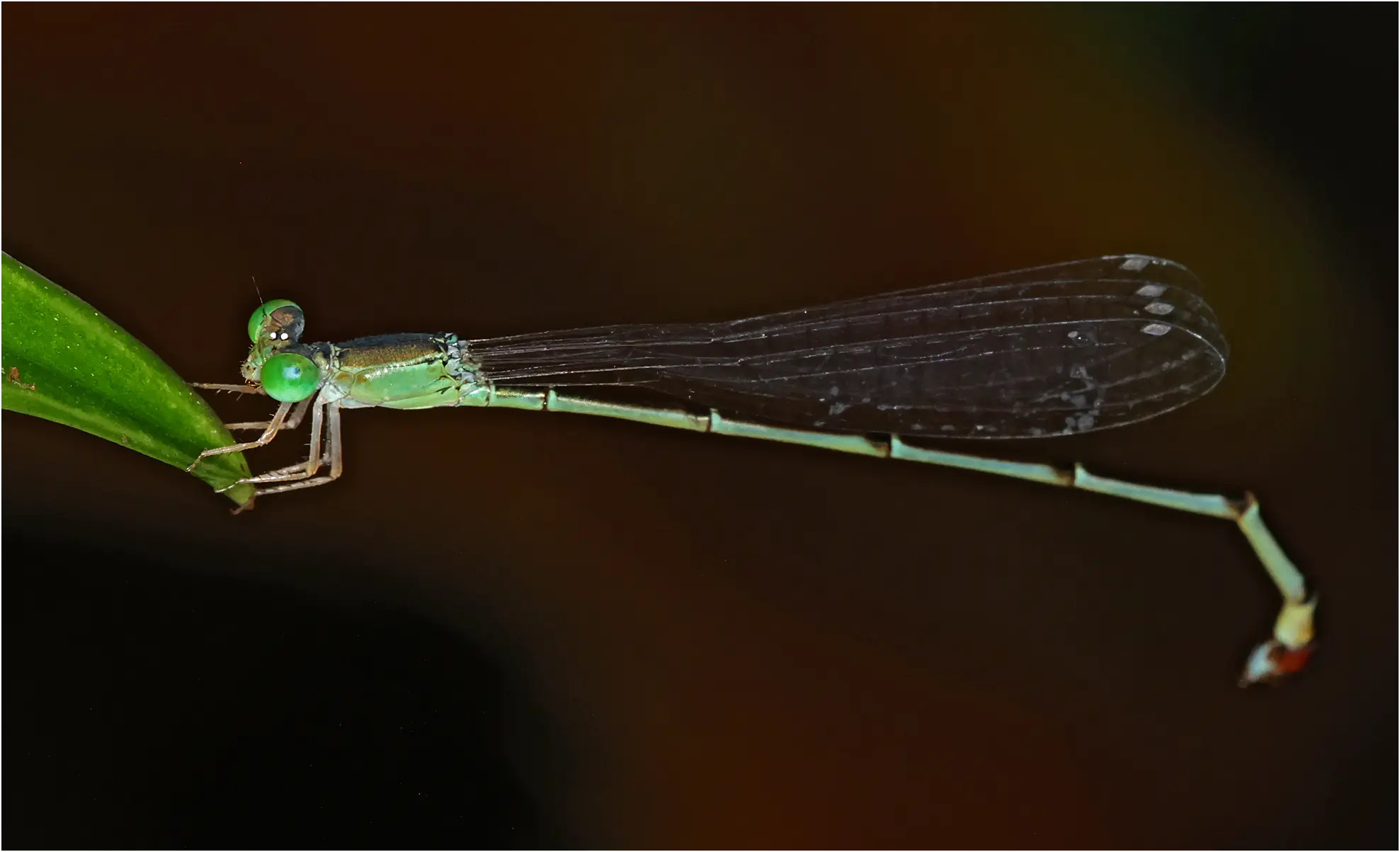 Teinobasis suavis femelle, Sarawak, Kuching, 25/03/2025